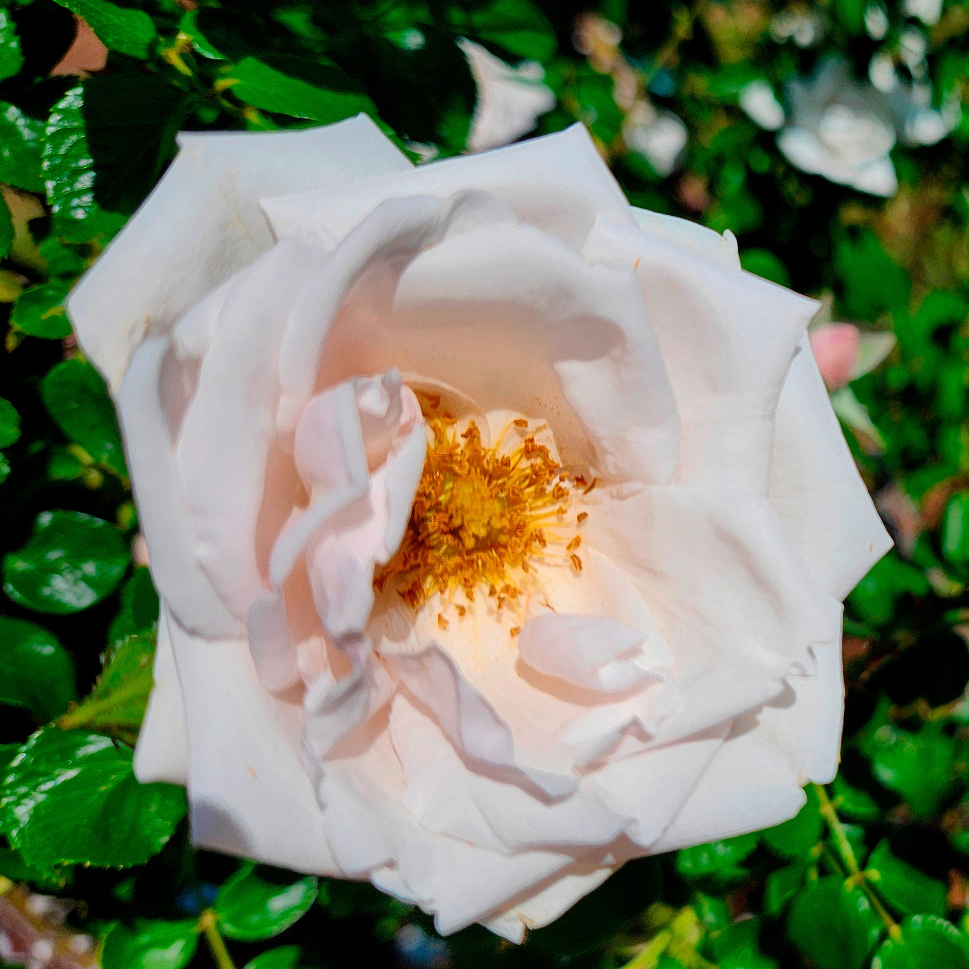 Kletterrosen - Kletterrose 'New Dawn' - Rosa new dawn