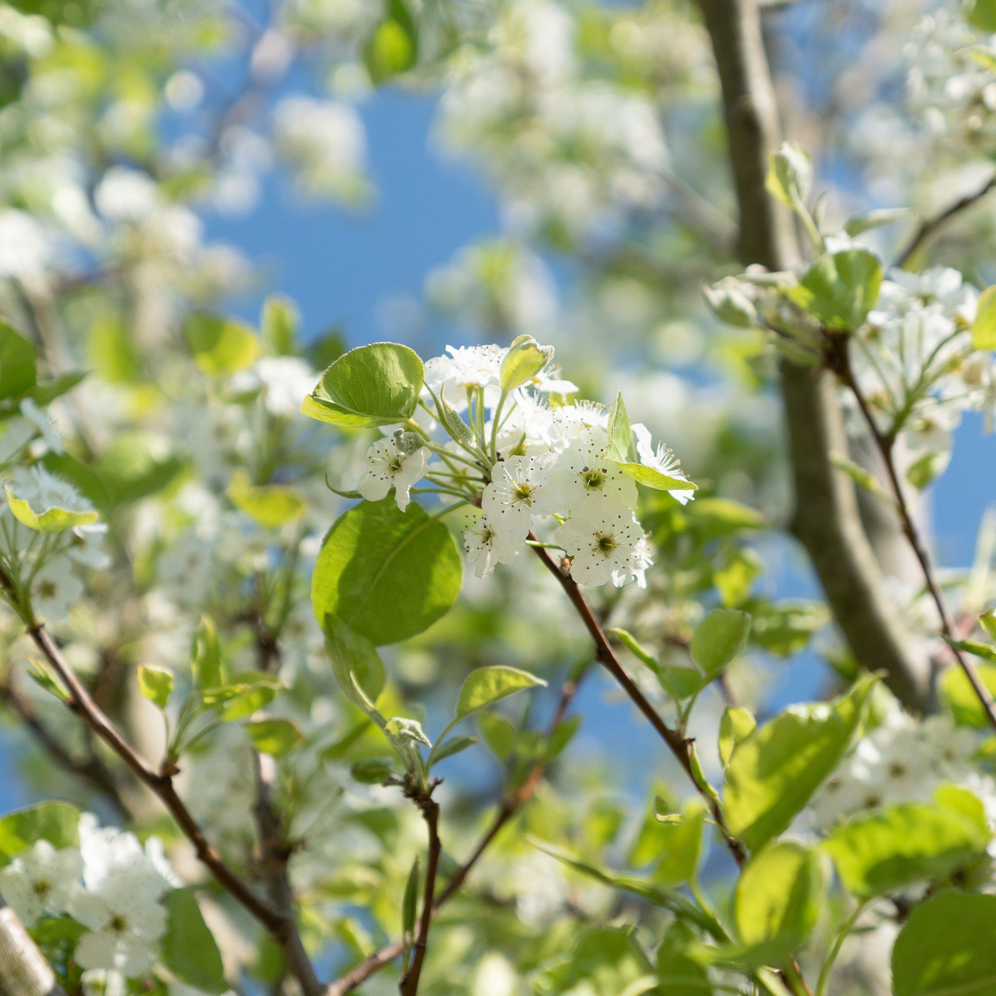 Pyrus communis William's ('bon chrétien') - Birnenbaum 'Williams' - Birnbäume