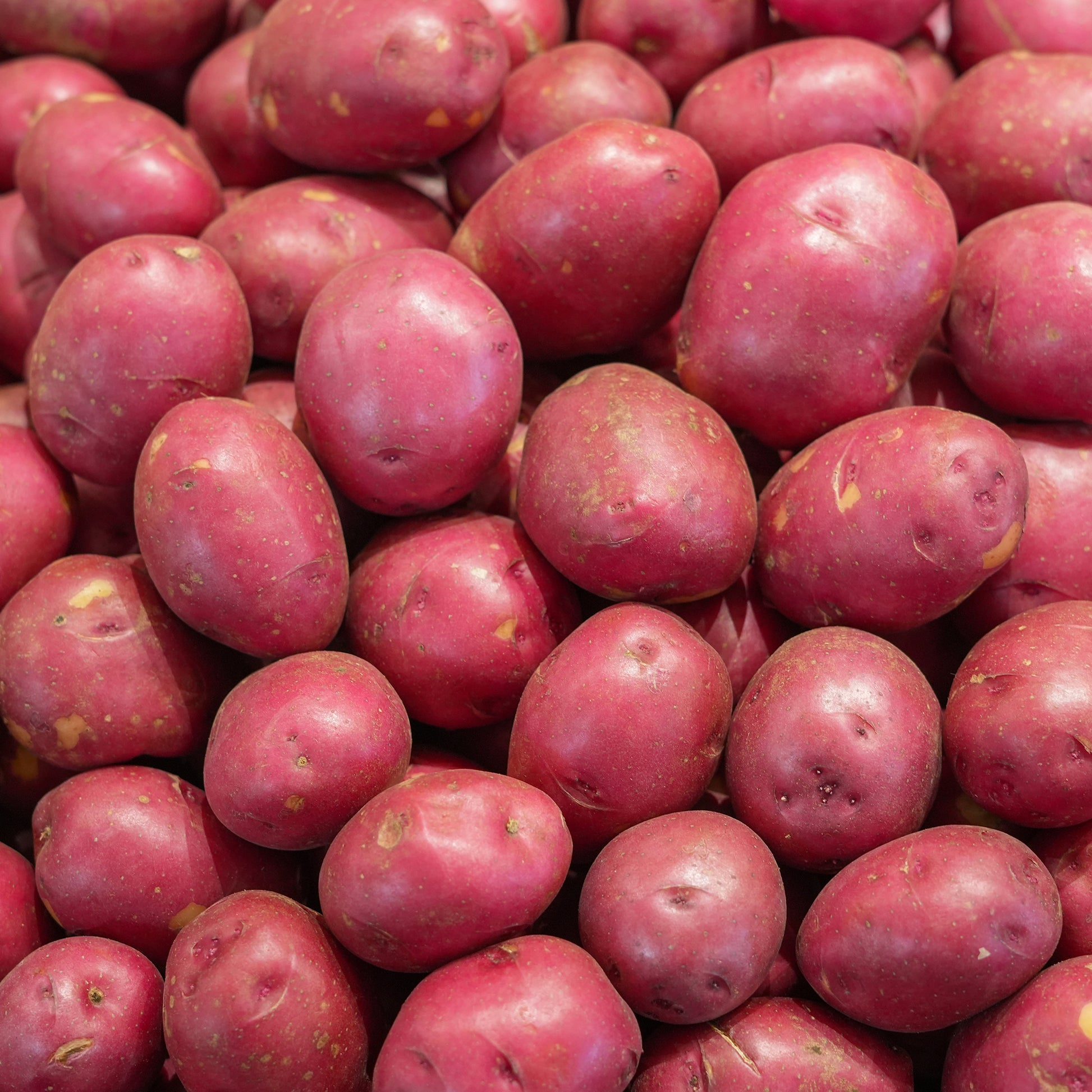 Solanum tuberosum Rouge des Flandres - Kartoffel ‘Rouge des Flandres’ (x10) - Kartoffelpflanzen