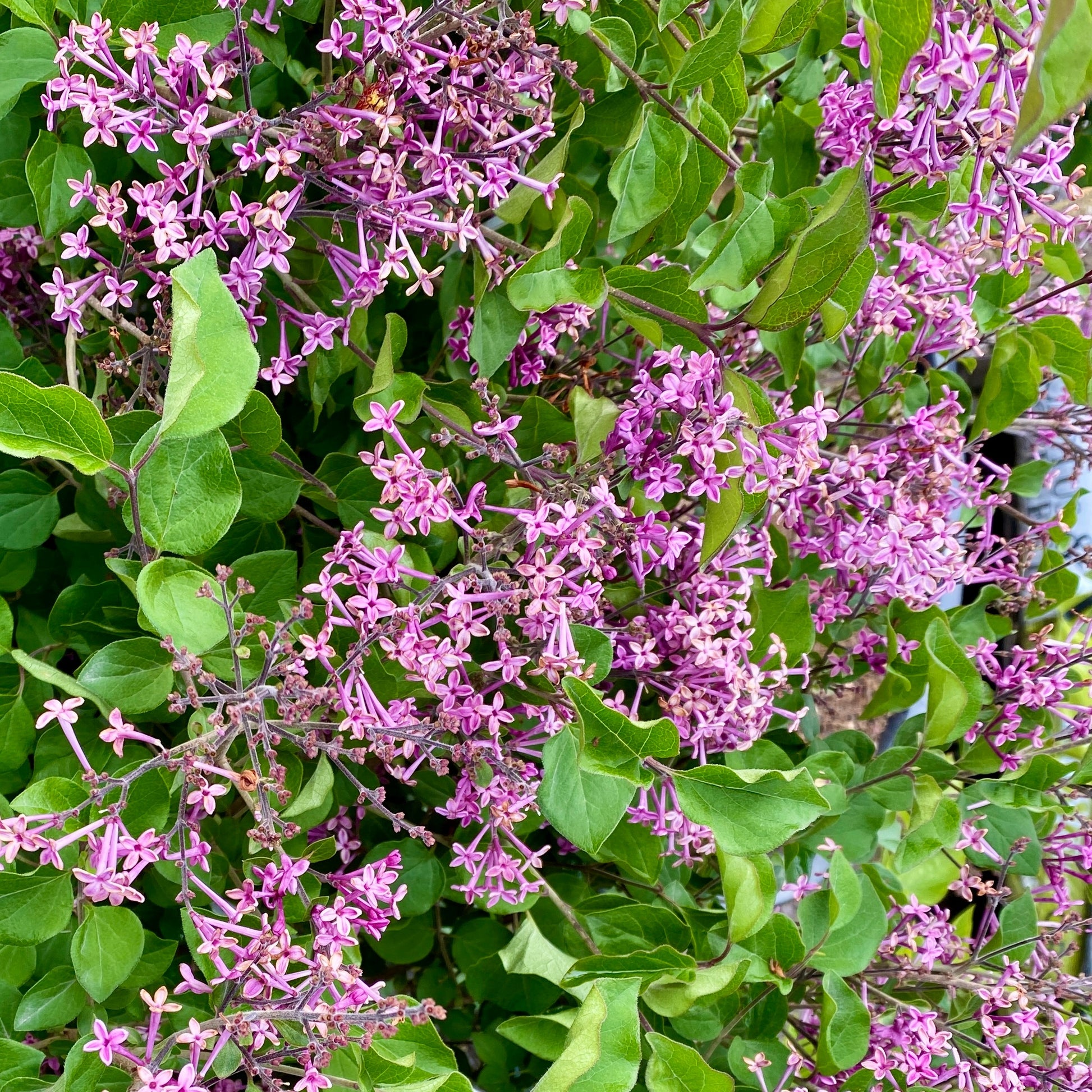 Herbstflieder 'Dark Purple' - Syringa pubescens microphylla Bloomerang Dark Purple - Bakker