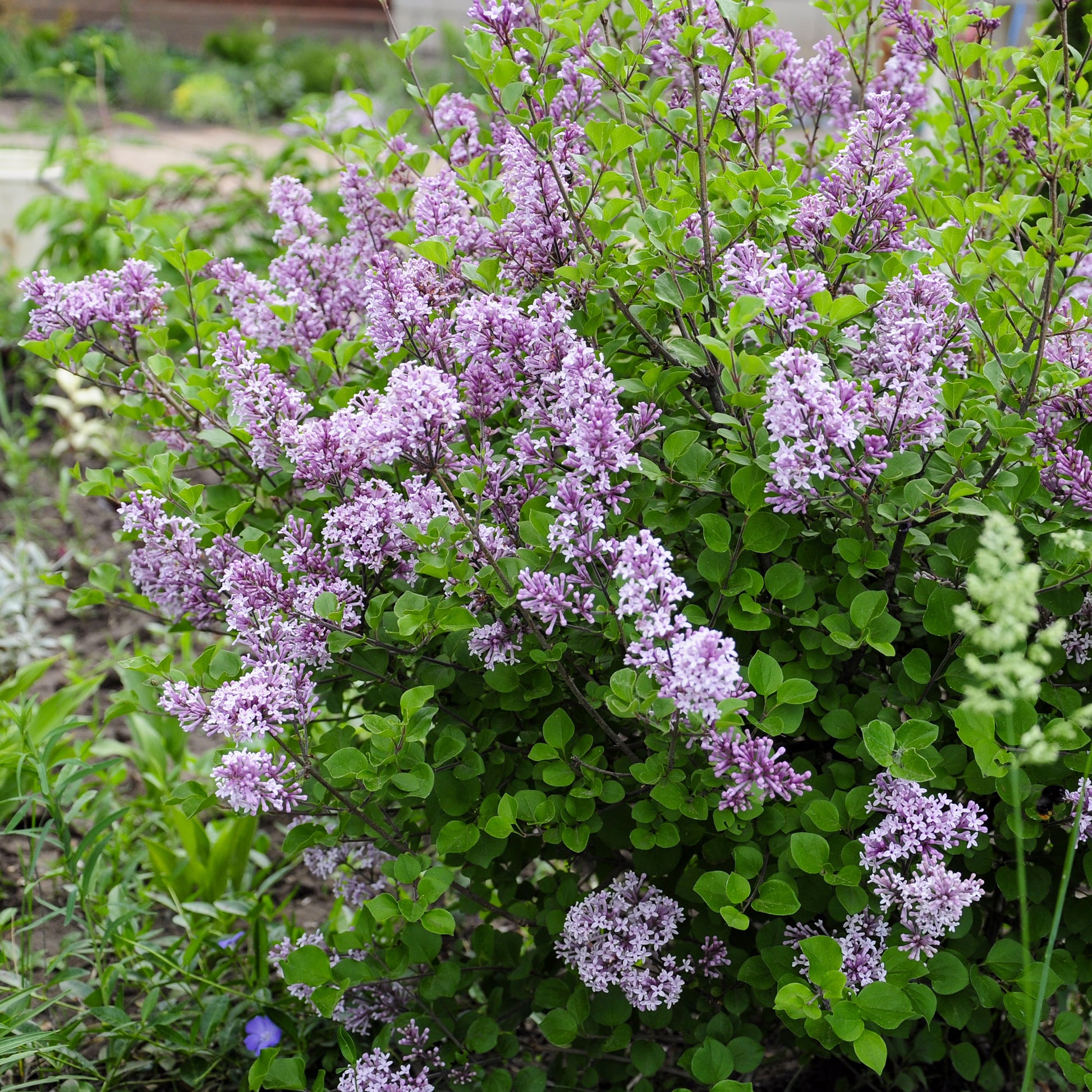 Flieder - Herbstflieder 'Dark Purple' - Syringa pubescens microphylla Bloomerang Dark Purple
