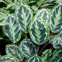 Calathea medaillon - Korbmarante 'Medaillon' - Calathea