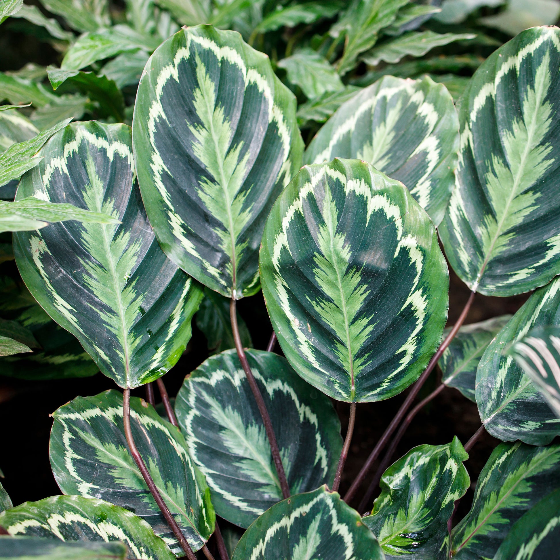 Calathea medaillon - Korbmarante 'Medaillon' - Calathea