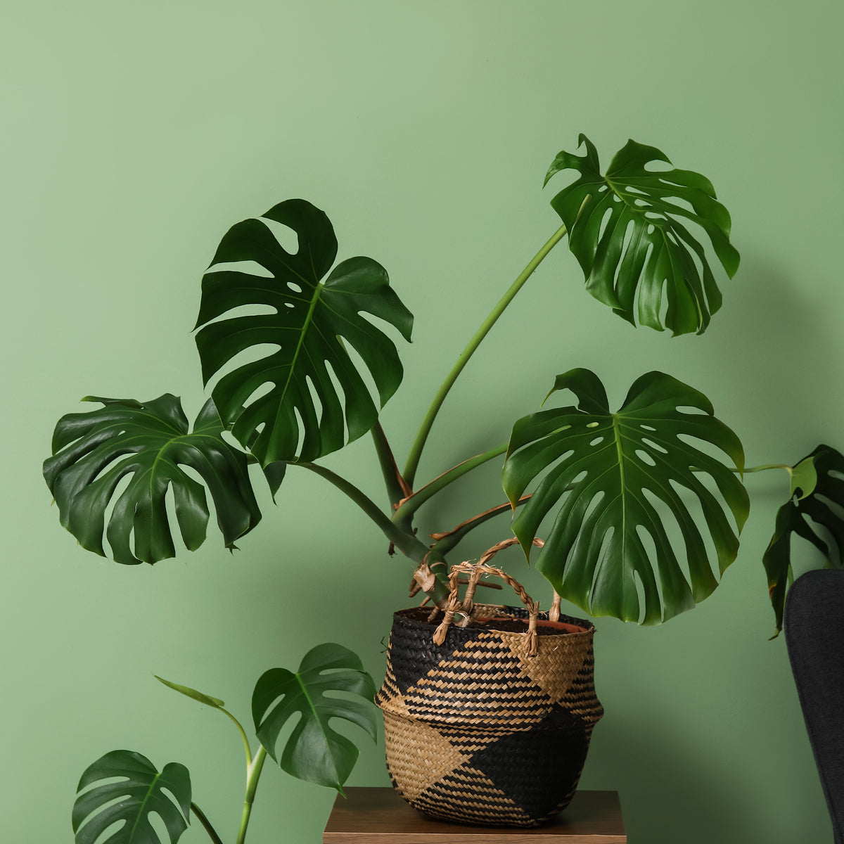 Monstera deliciosa - Monstera deliciosa - Lochpflanze - Monstera