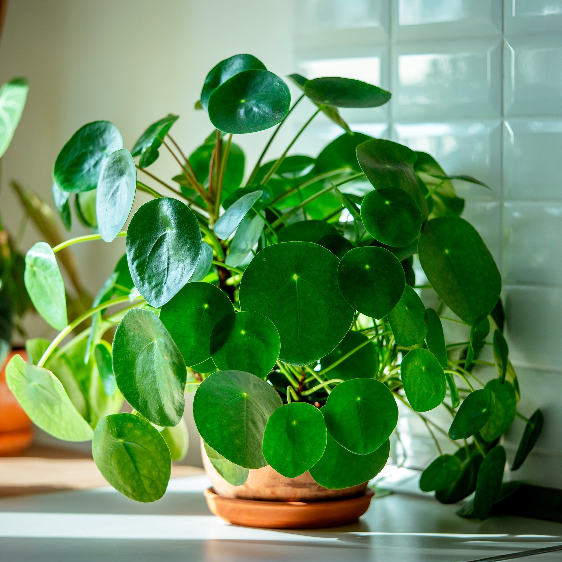 Grüne Zimmerpflanzen - Ufopflanze (Glückstaler) - Pilea peperomioides