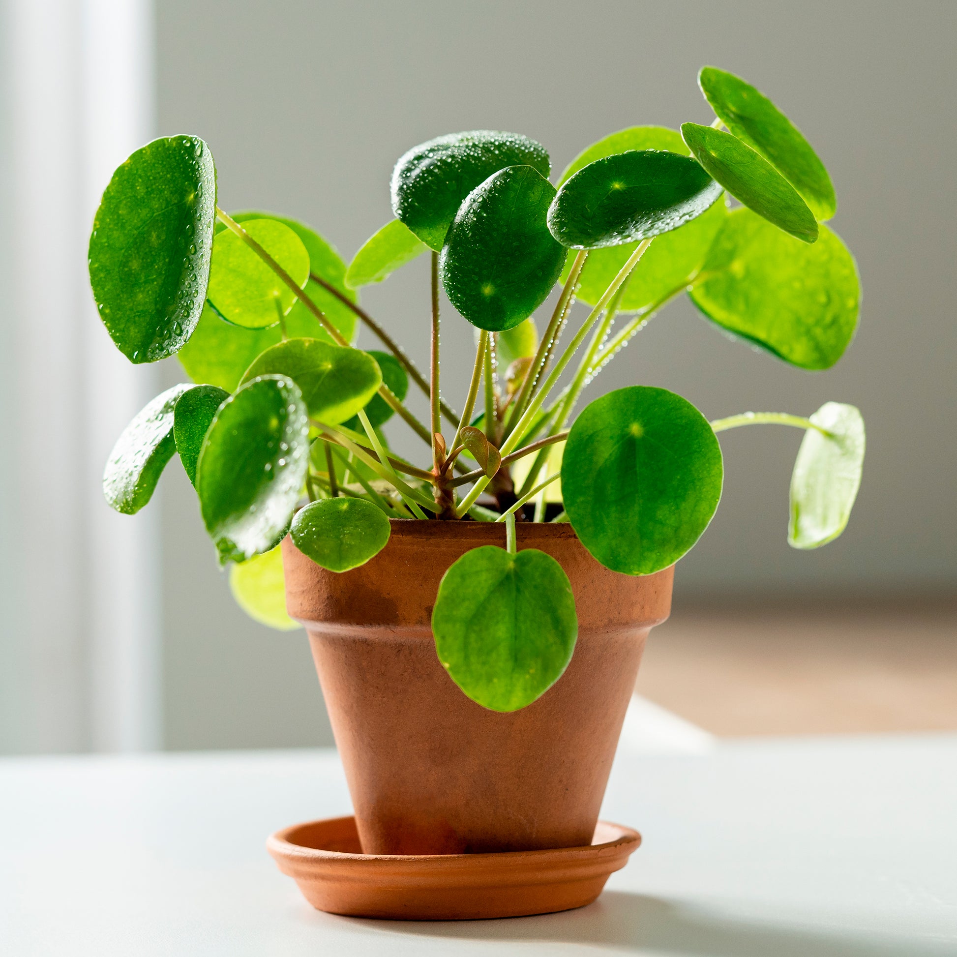Verkauf Ufopflanze (Glückstaler) - Pilea peperomioides