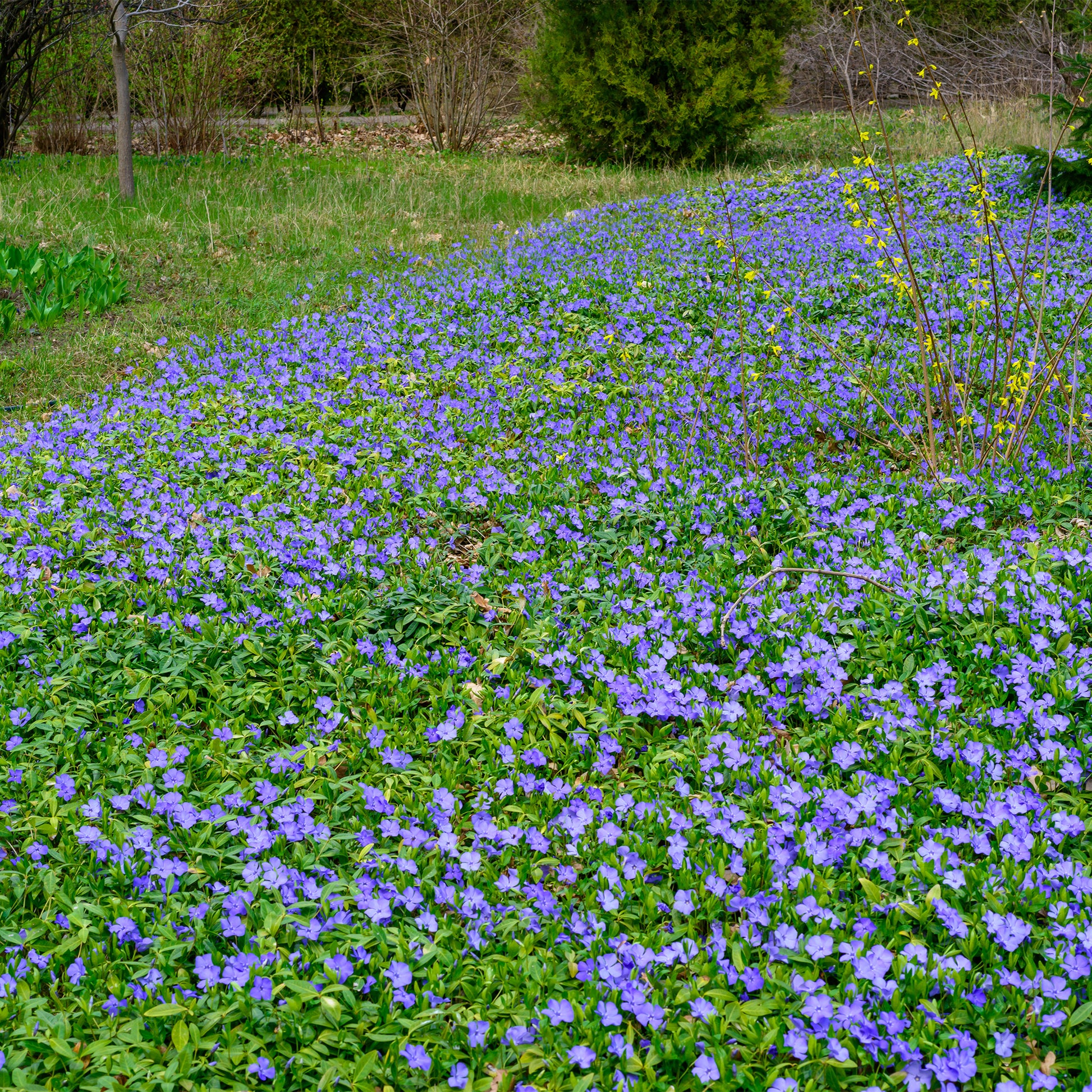 Immergrün - Kleines Immergrün - Vinca minor