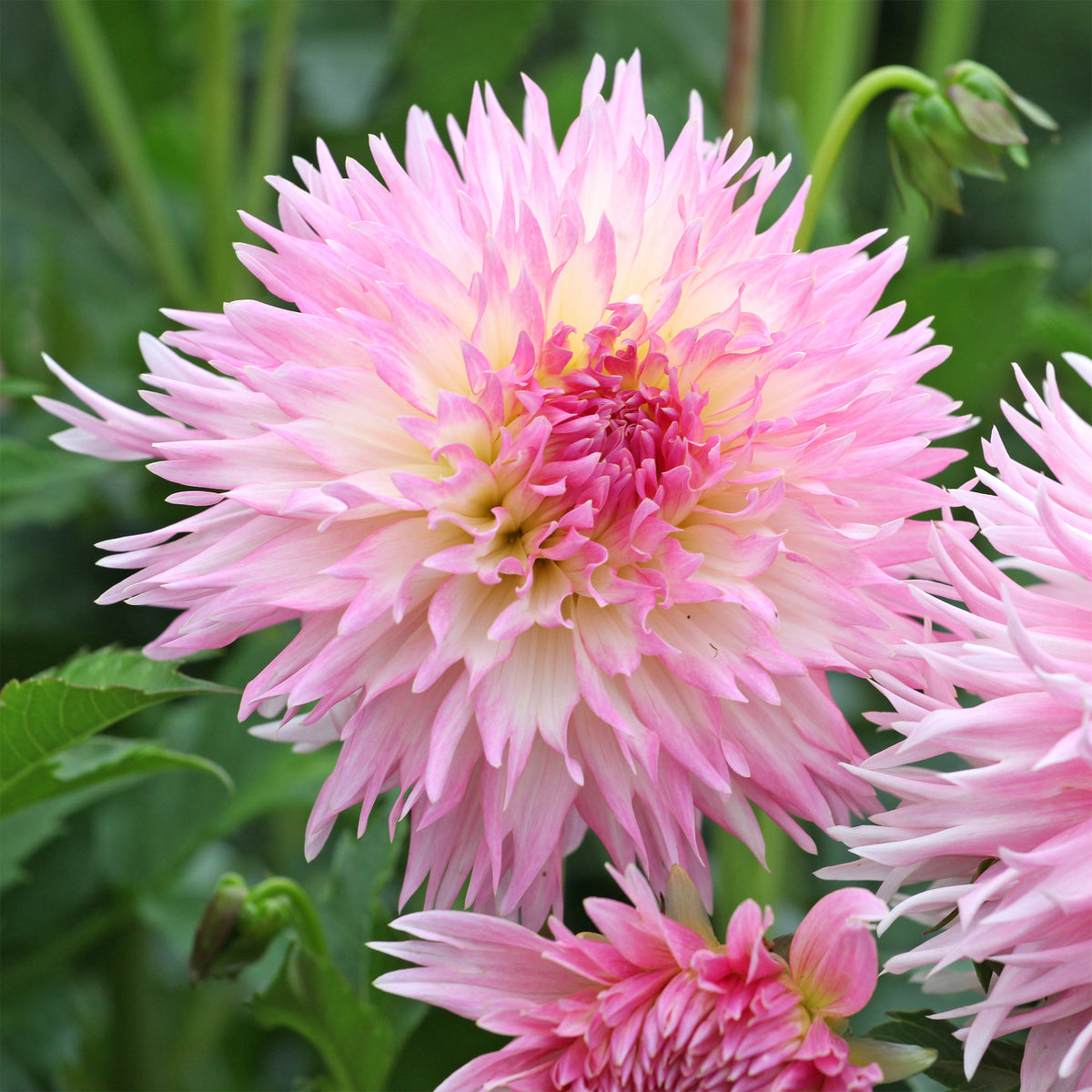 Dahlie 'Nadia Ruth' (x3) - Dahlia fimbriata 'nadia ruth' - Bakker