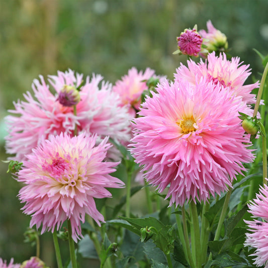 Dahlie 'Nadia Ruth' (x3) - Bakker