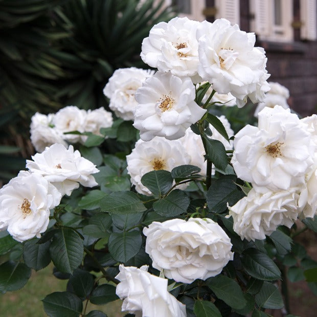 Floribundarose ‘Princesse de Galles®’ - Bakker