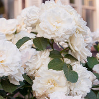 Rosen - Nackte Wurzeln - Floribundarose ‘Princesse de Galles®’ - Rosa floribunda princesse de galles ® hardinkum