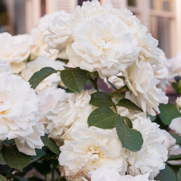 Rosen - Nackte Wurzeln - Floribundarose ‘Princesse de Galles®’ - Rosa floribunda princesse de galles ® hardinkum
