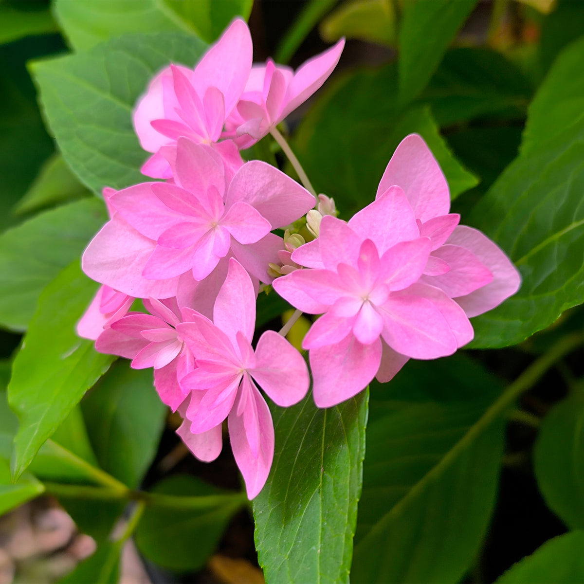 Bauernhortensie 'Doppio Rosa'