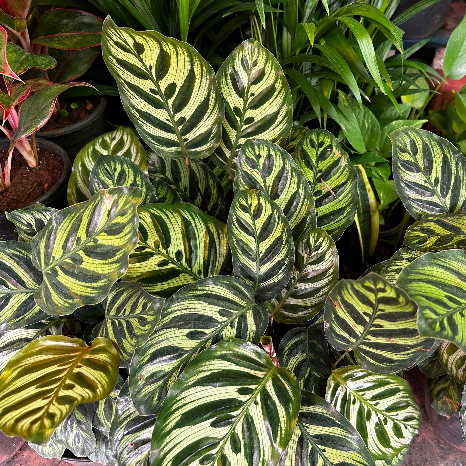 Korbmarante 'Makoyana' - Calathea makoyana - Bakker
