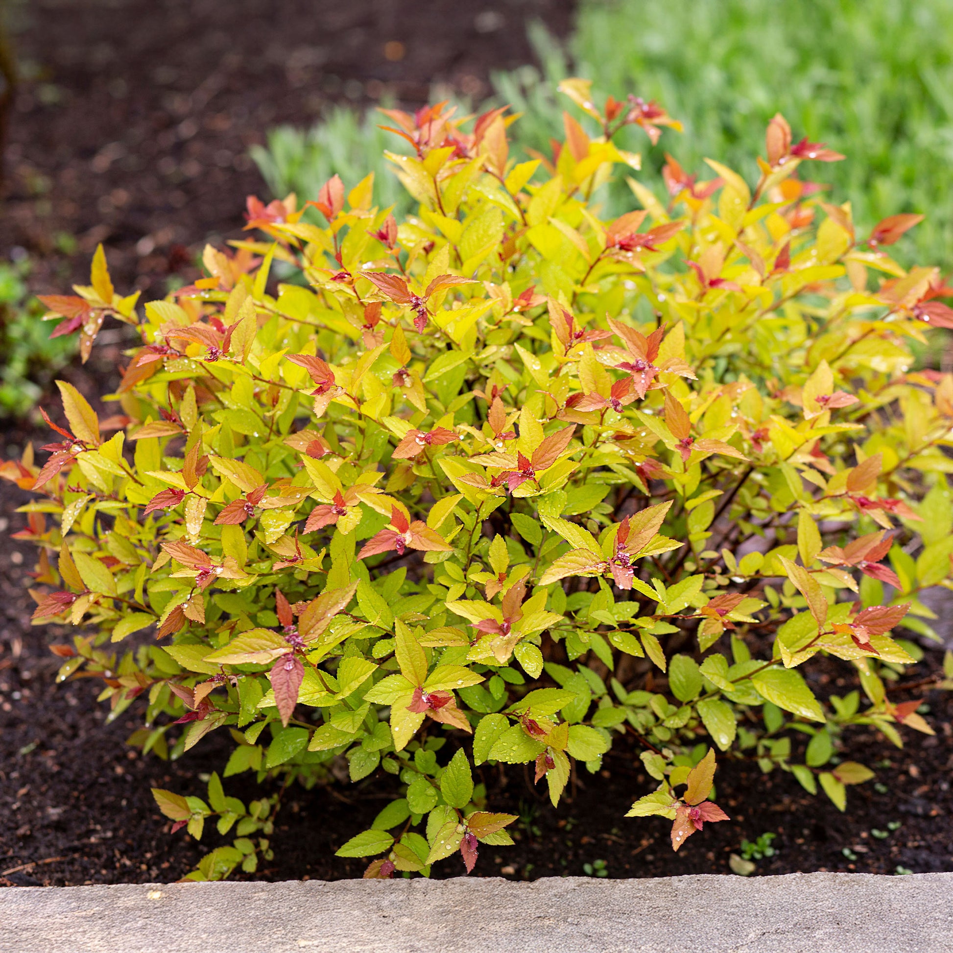 Spierstrauch 'Goldflame' - Bakker