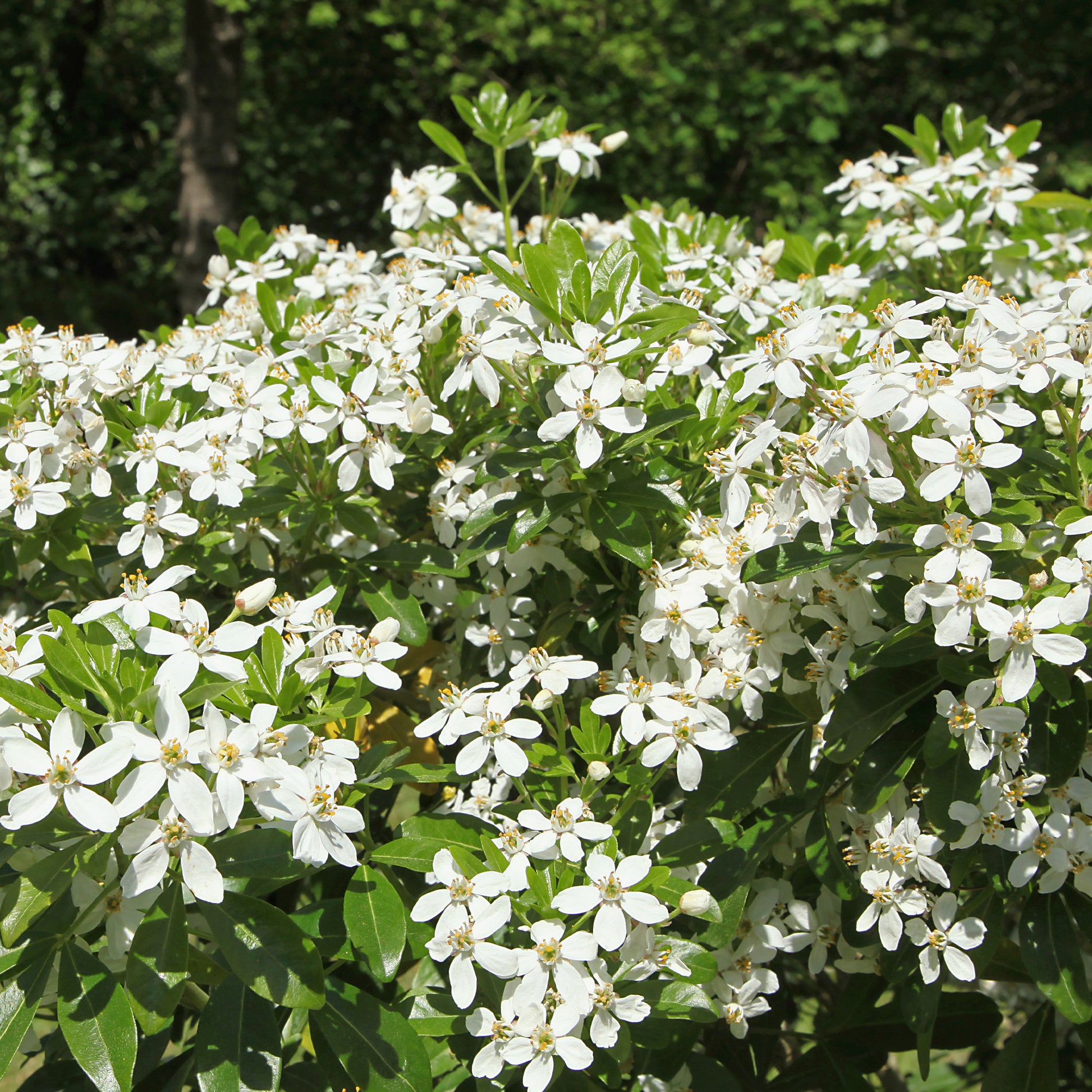 Verkauf Orangenblume