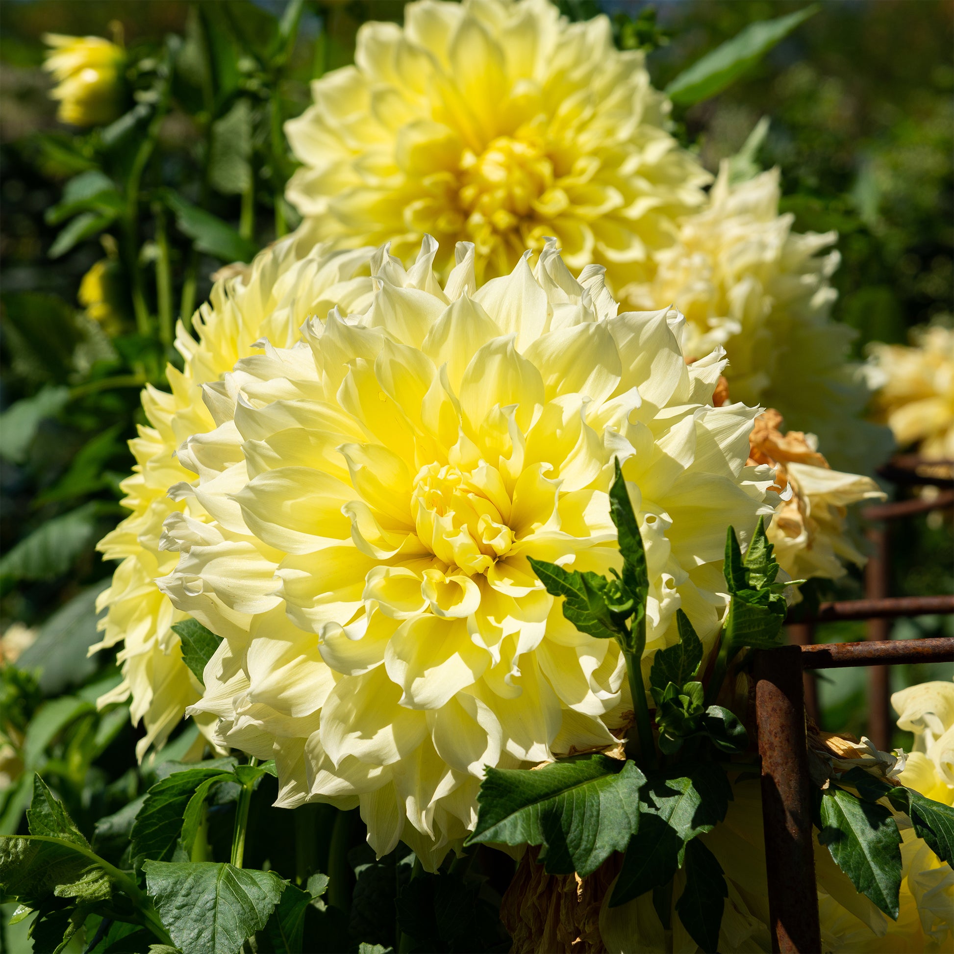 Dahlia 'kelvin floodlight' - Dahlie 'Kelvin Floodlight' (x3) - Dahlien-Zwiebeln