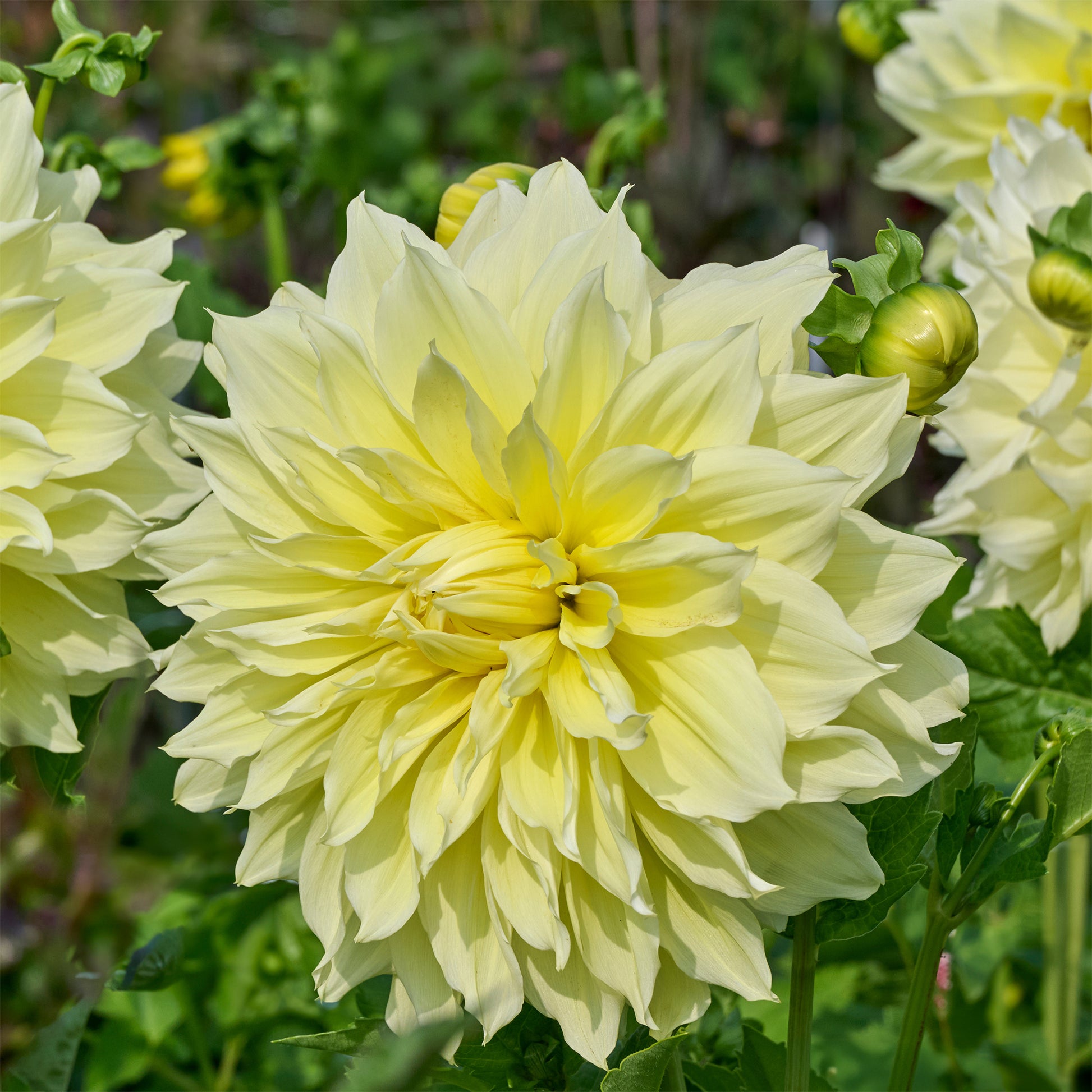 Dahlie 'Kelvin Floodlight' (x3) - Dahlia 'kelvin floodlight' - Bakker