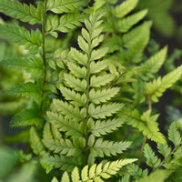 Farne - Korea-Schildfarn - Polystichum tsussimense
