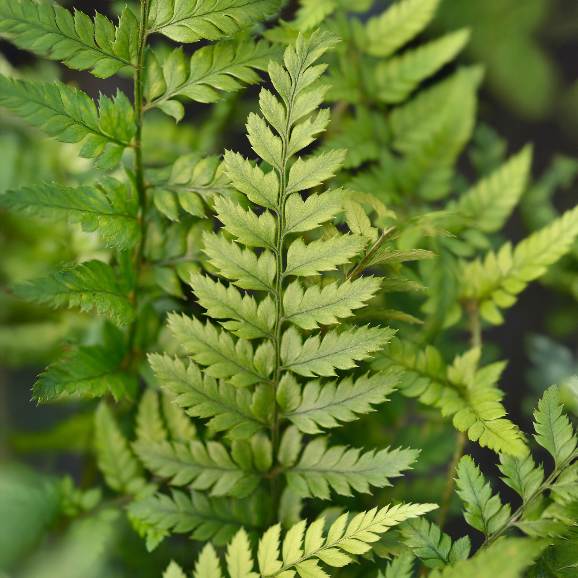 Farne - Korea-Schildfarn - Polystichum tsussimense