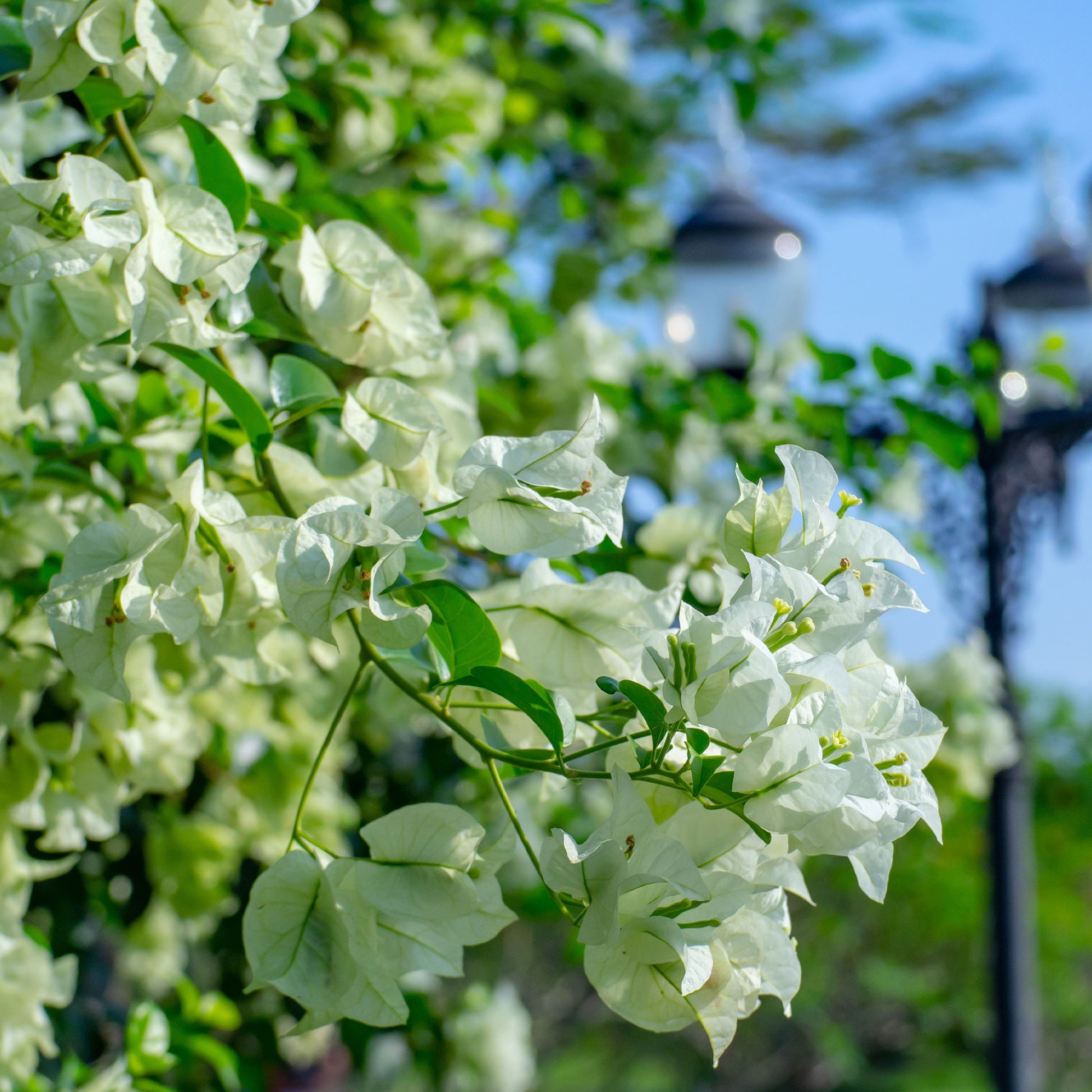 Verkauf Bougainvillea weiß
