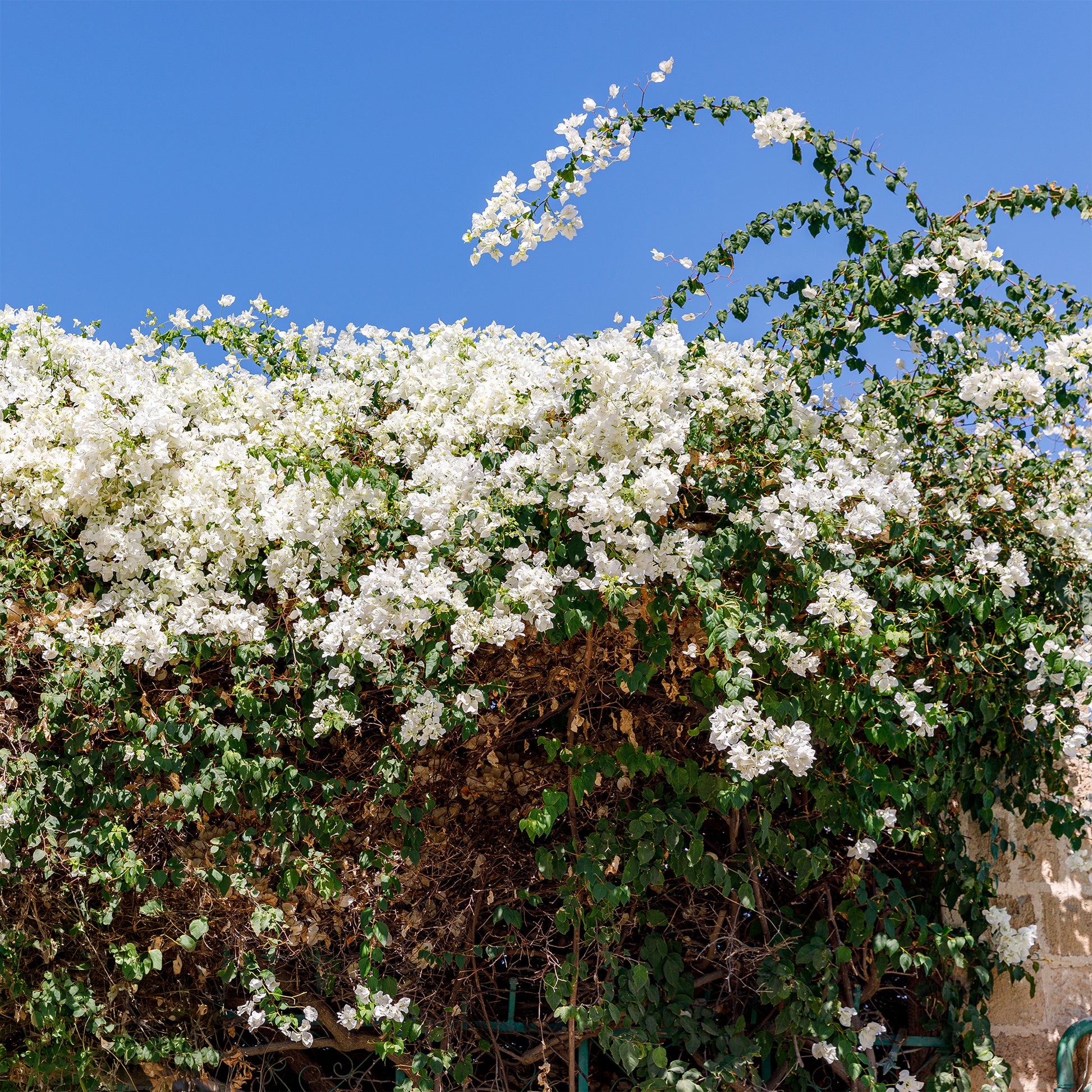 Bougainvillea weiß - Bougainvillea white - Bakker
