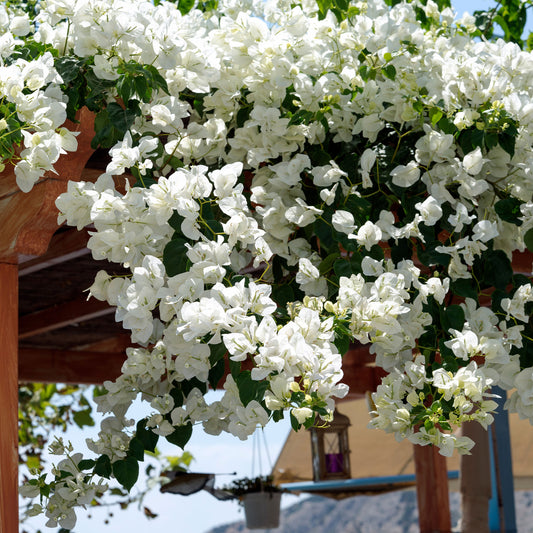 Bougainvillea weiß - Bakker