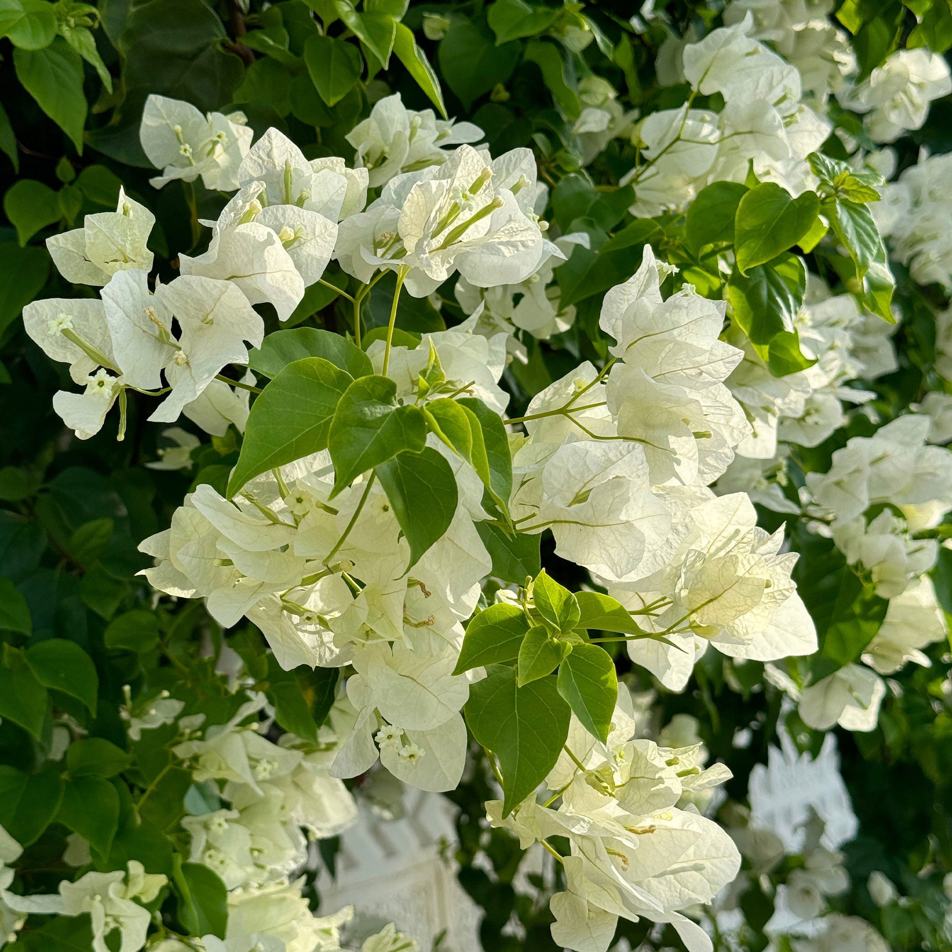 Bougainvillea - Bougainvillea weiß - Bougainvillea white