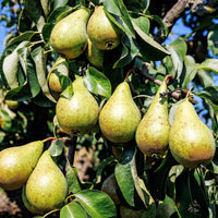 Pyrus communis Conférence - Birnbaum 'Conference' - Birnbäume