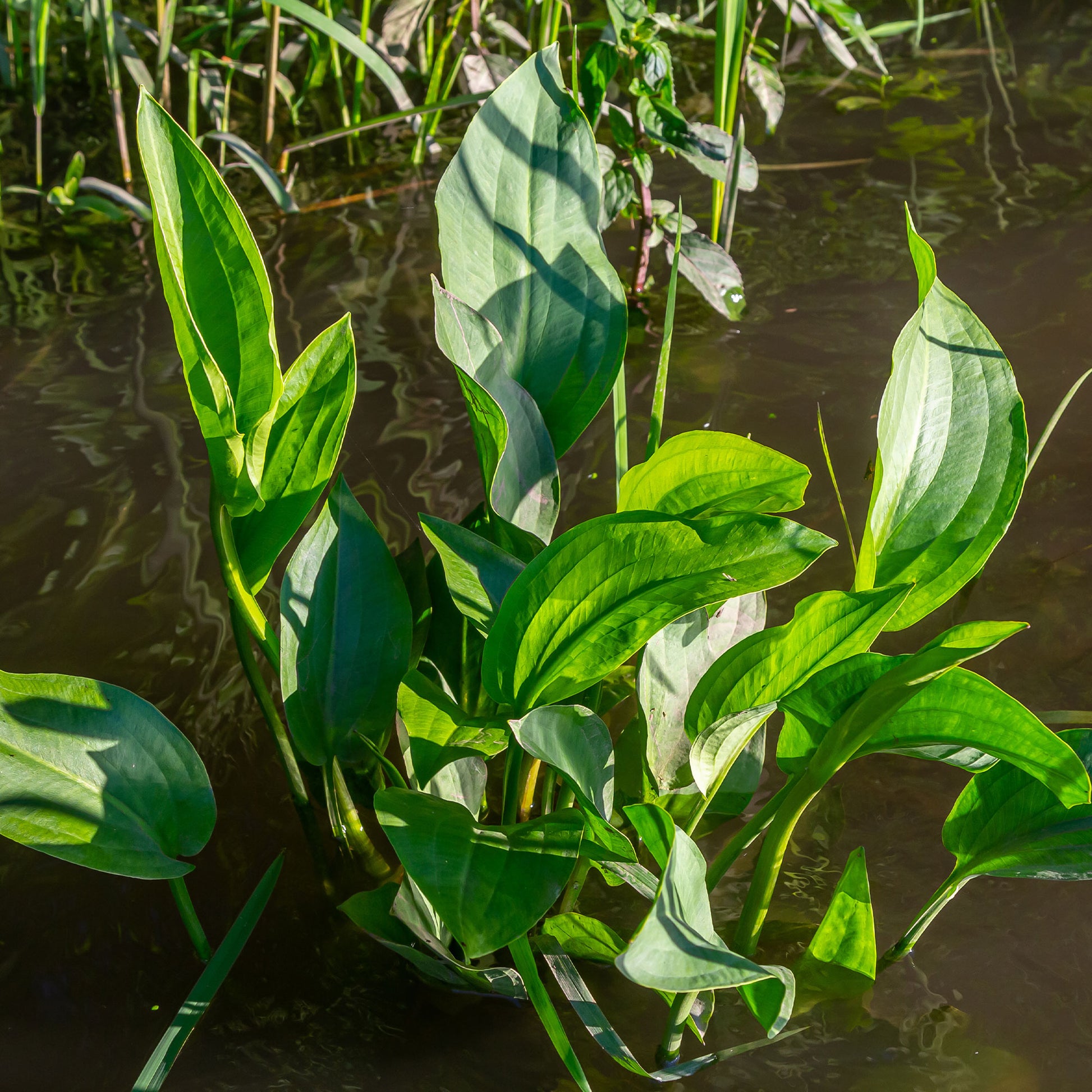 Verkauf Gewöhnlicher Froschlöffel - Alisma plantago-aquatica