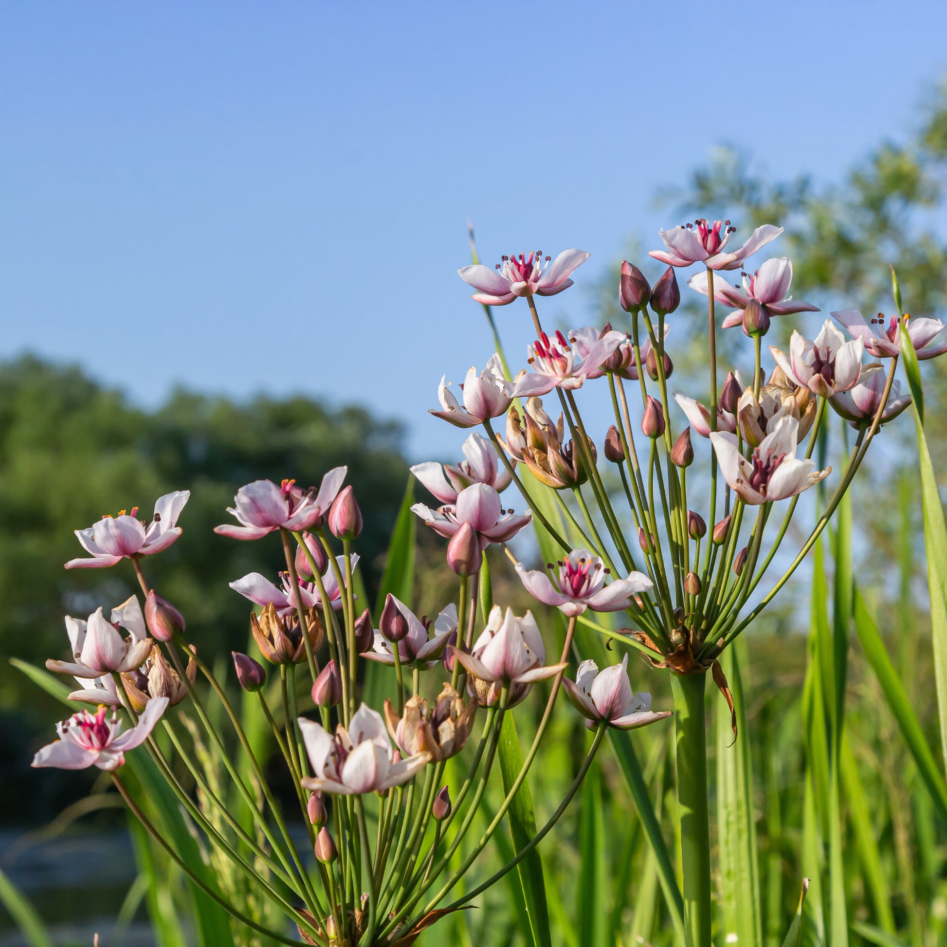 Verkauf Blumenbinse - Butomus umbellatus