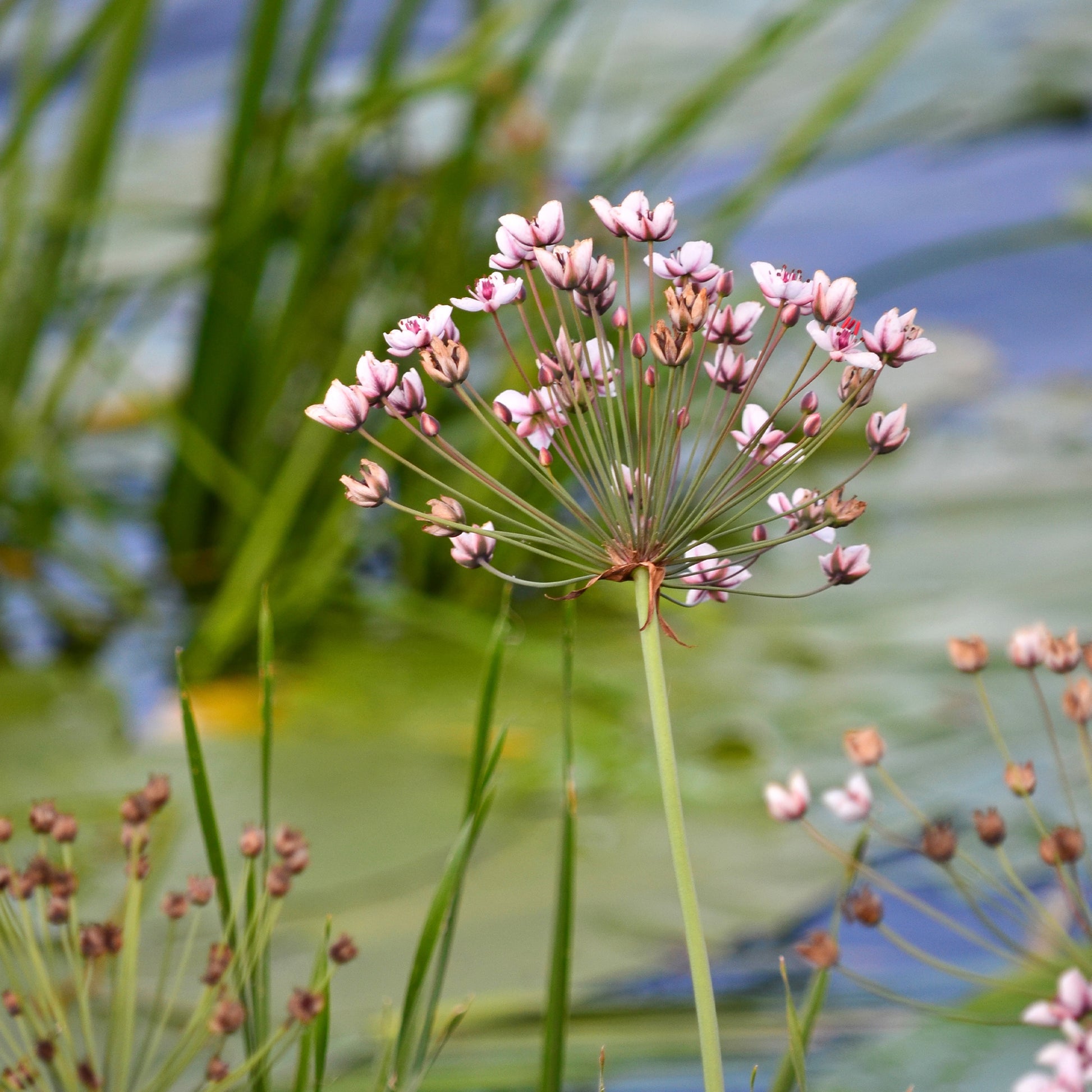 Blumenbinse - Butomus umbellatus - Bakker