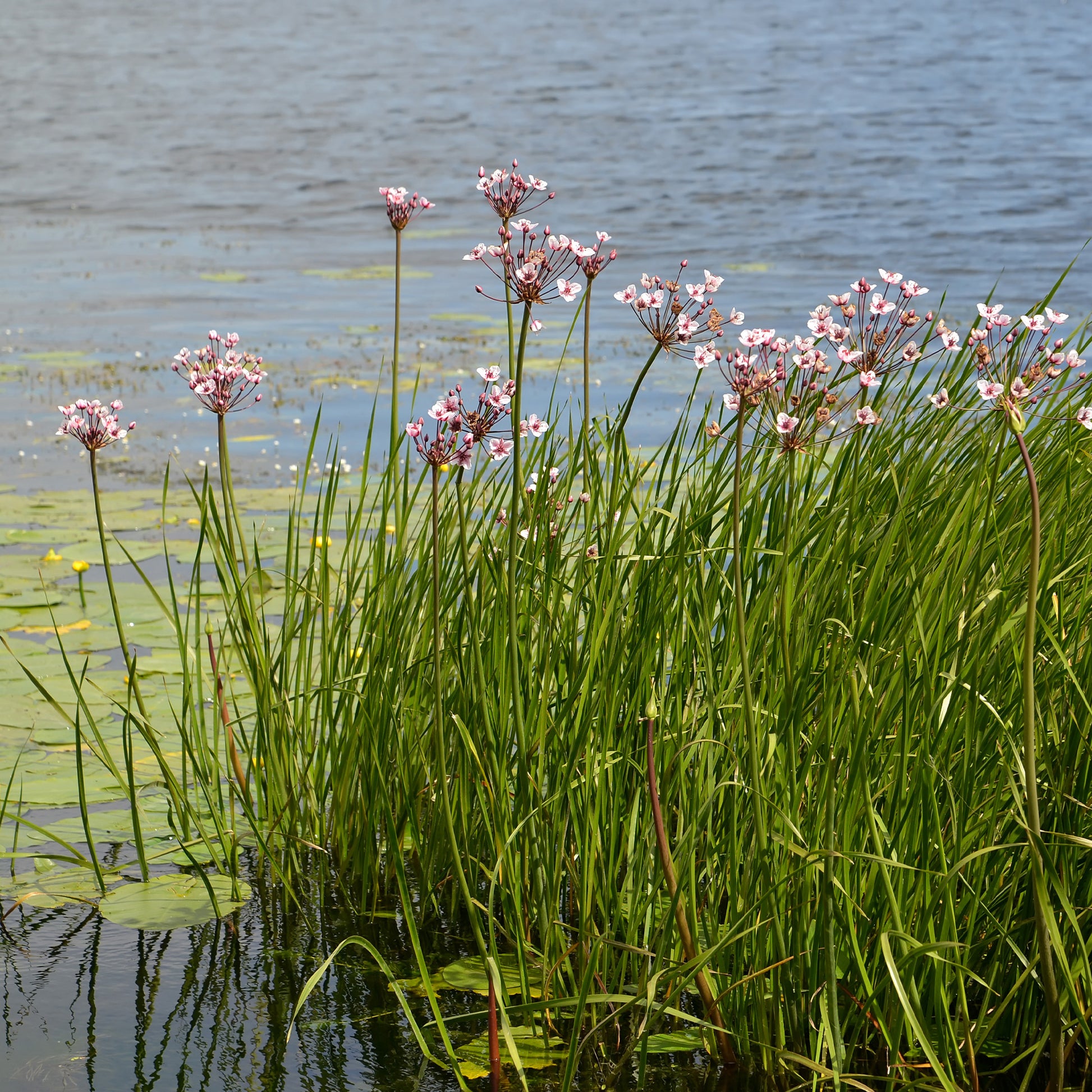 Butomus umbellatus - Blumenbinse - Nackte Wurzeln