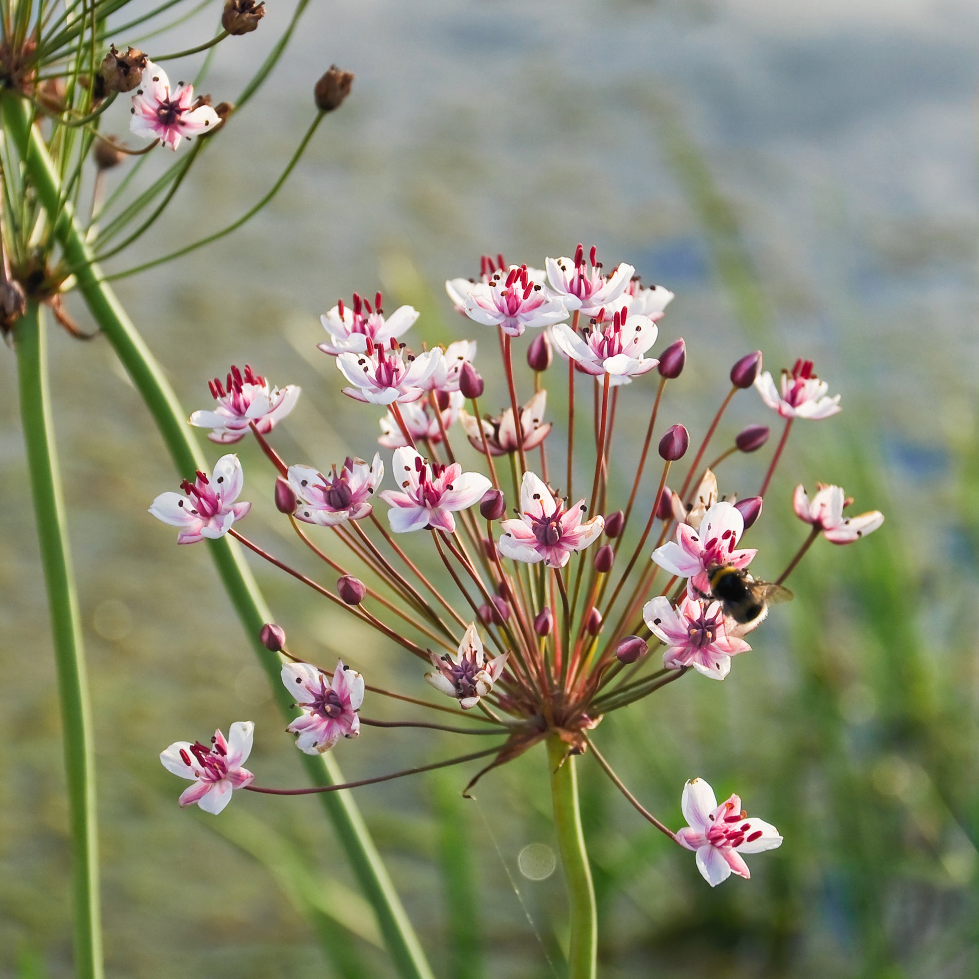 Nackte Wurzeln - Blumenbinse - Butomus umbellatus