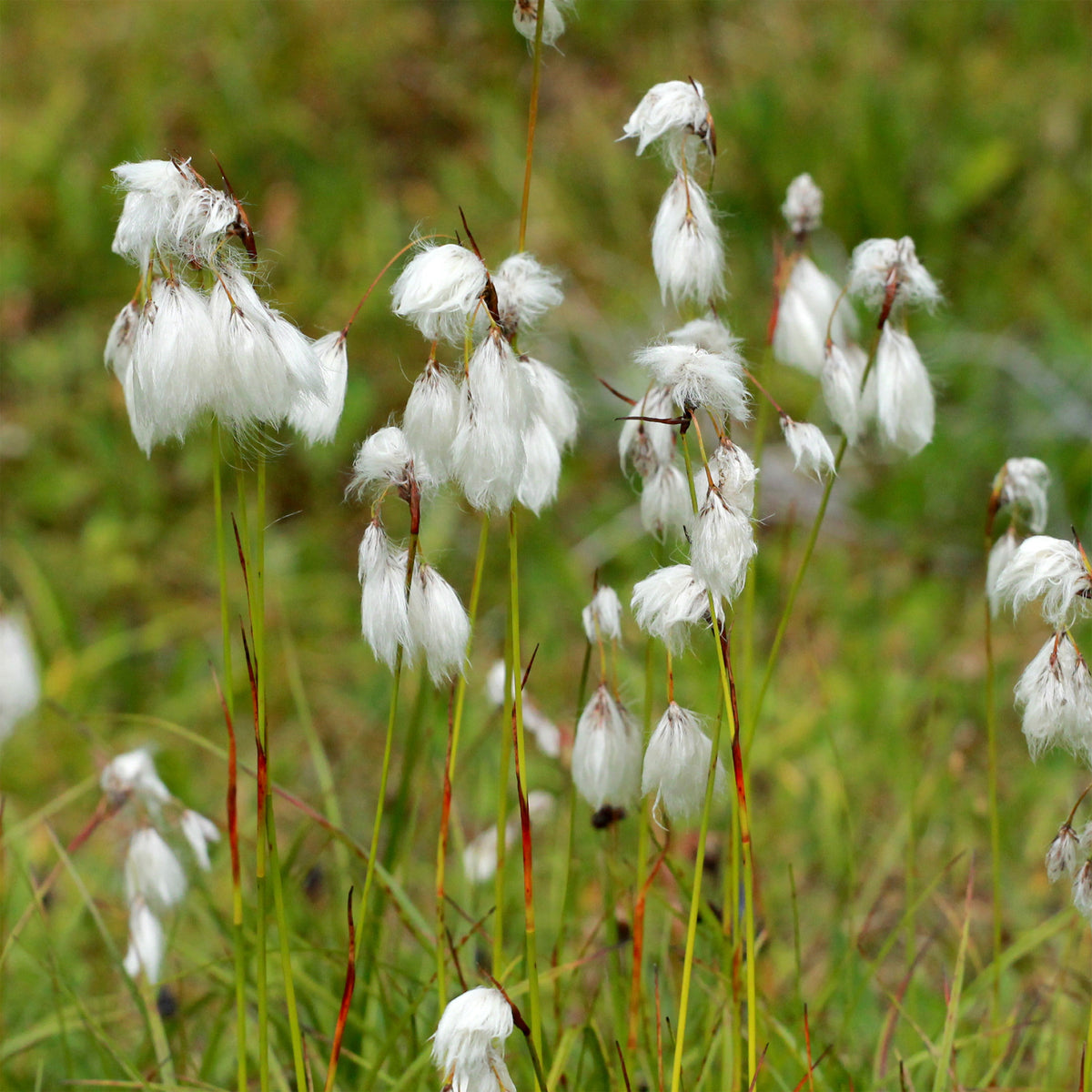 Schmalblättriges Wollgras - Bakker