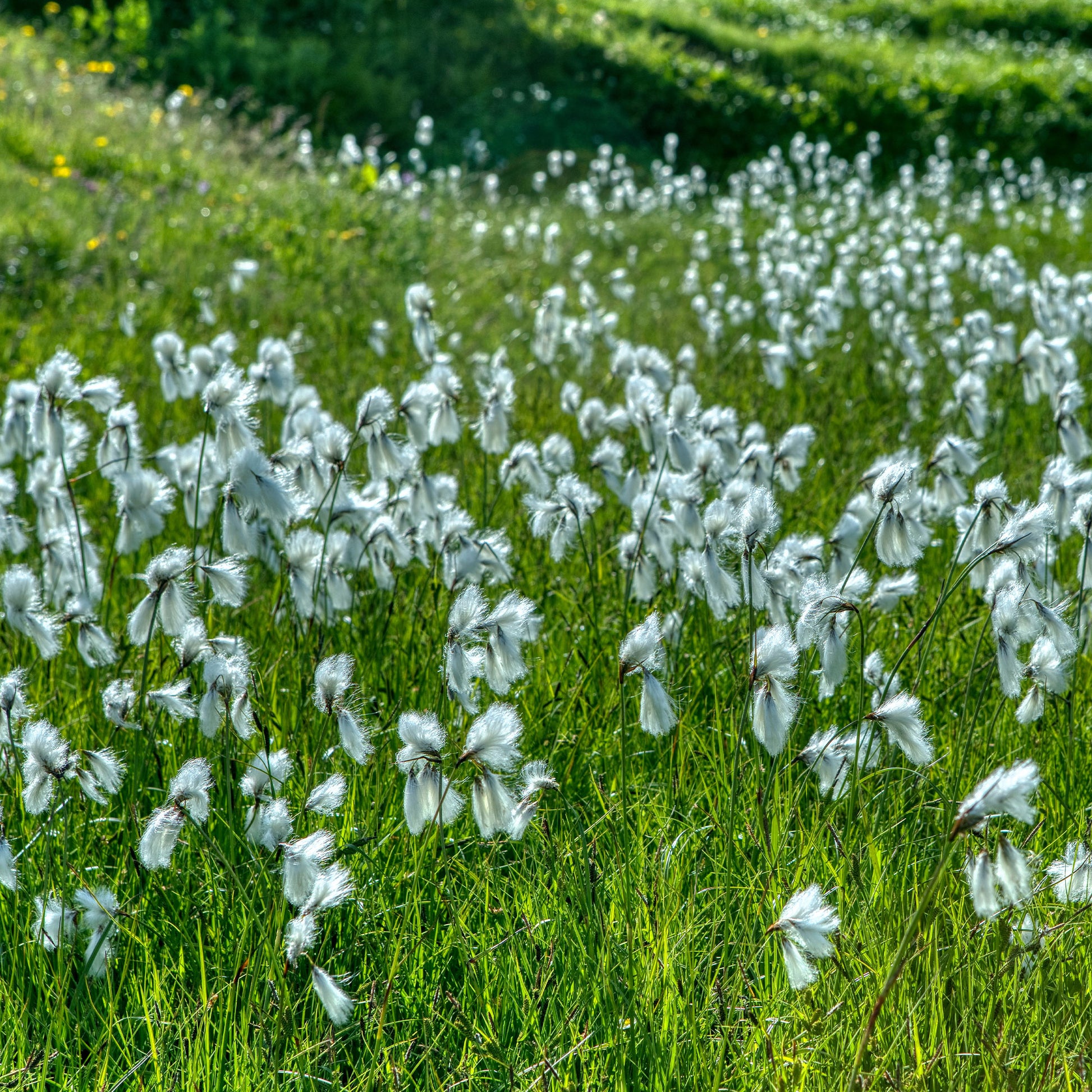 Schmalblättriges Wollgras - Eriophorum angustifolium - Bakker