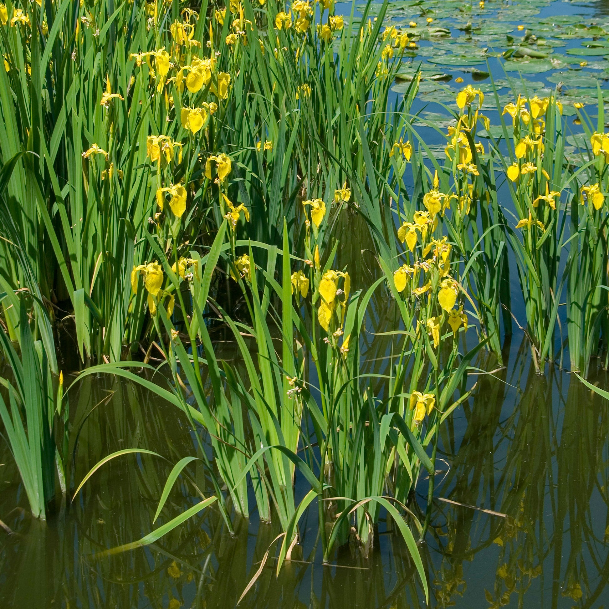 Sumpfschwertlilie - Bakker