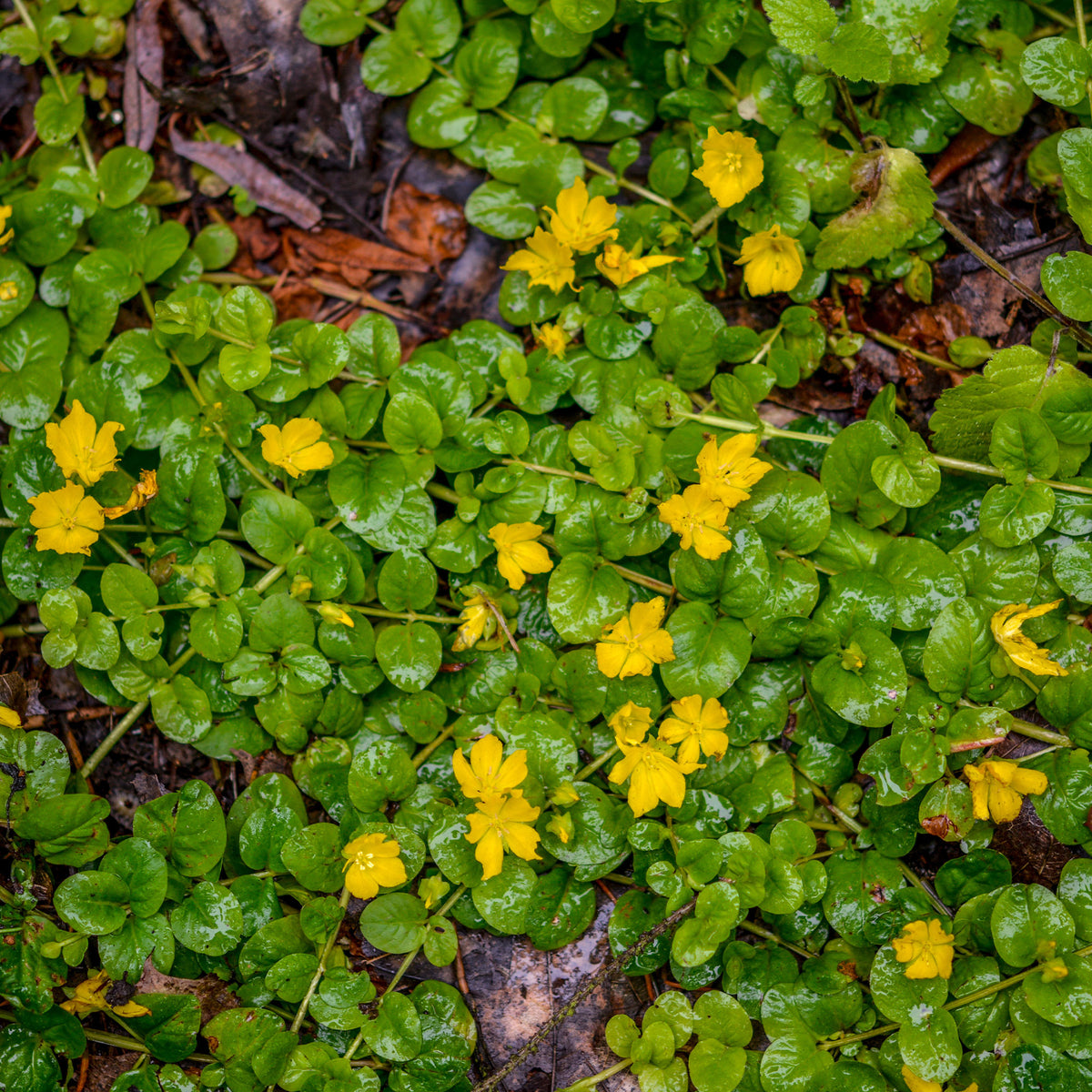 Pfennigkraut - Lysimachia nummularia - Bakker