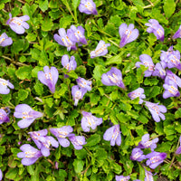 Teppich-Mazus - Mazus reptans - Bakker