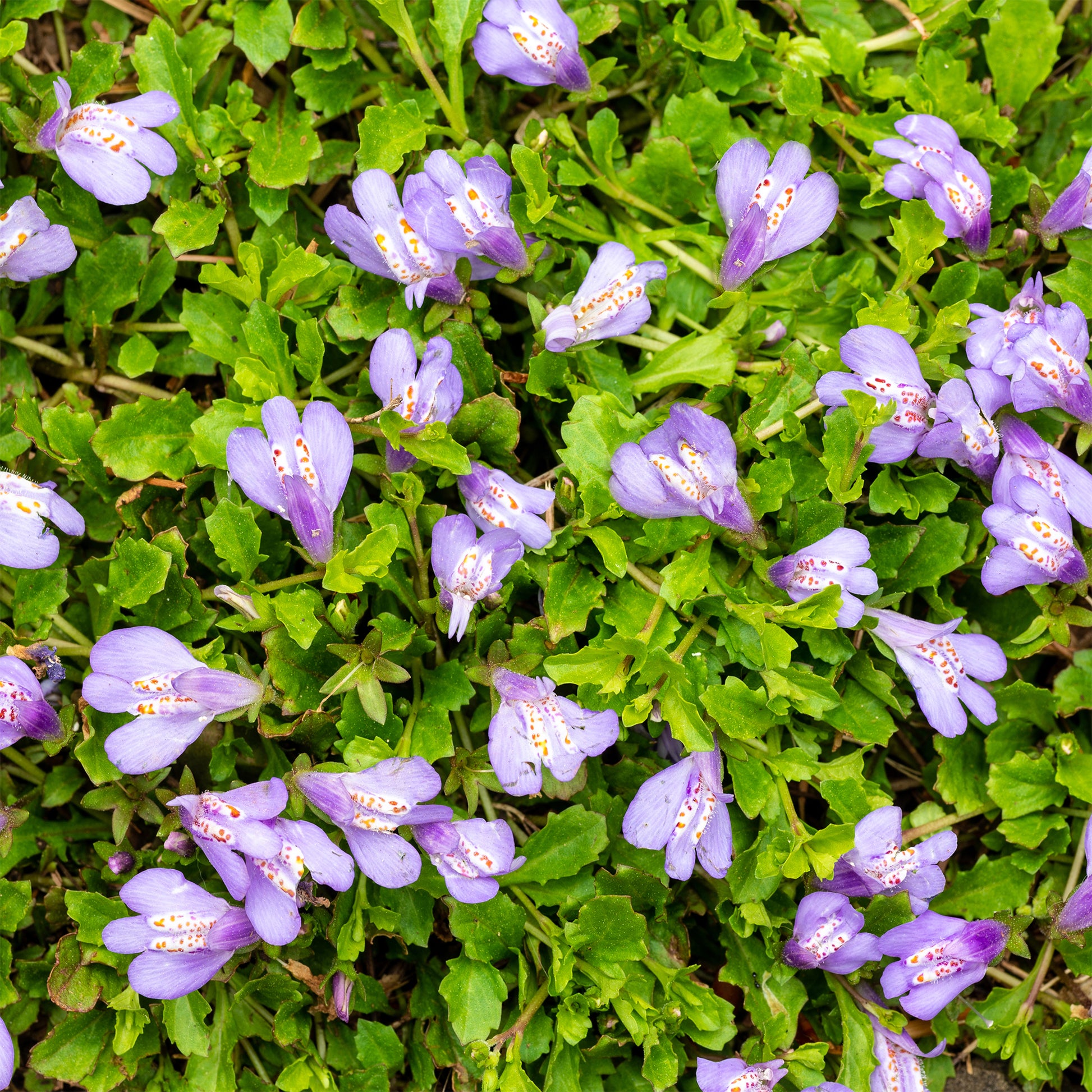 Teppich-Mazus - Mazus reptans - Bakker