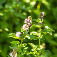 Mentha aquatica - Wasserminze - Alle Teichpflanzen