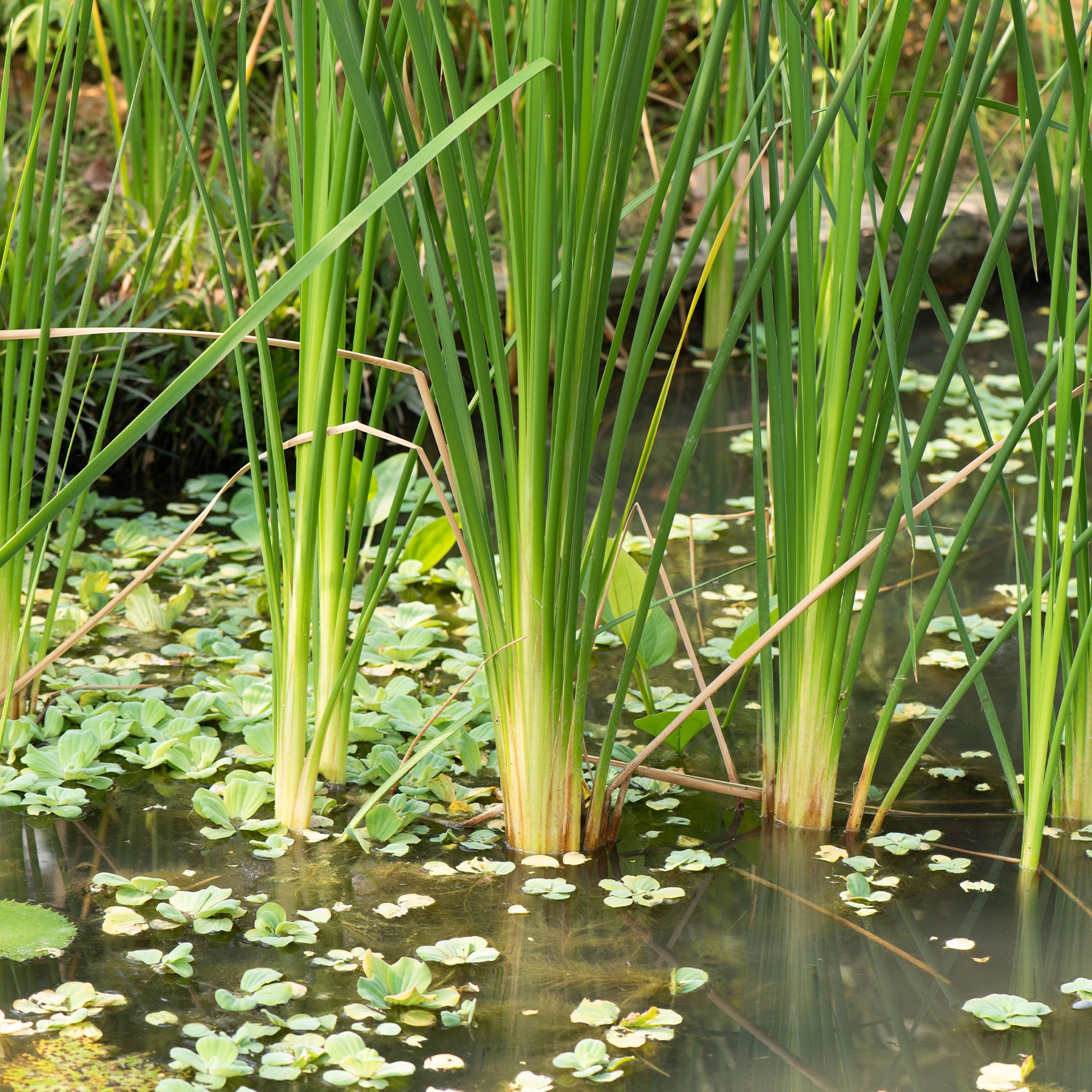 Verkauf Schmalblättriger Rohrkolben - Typha angustifolia