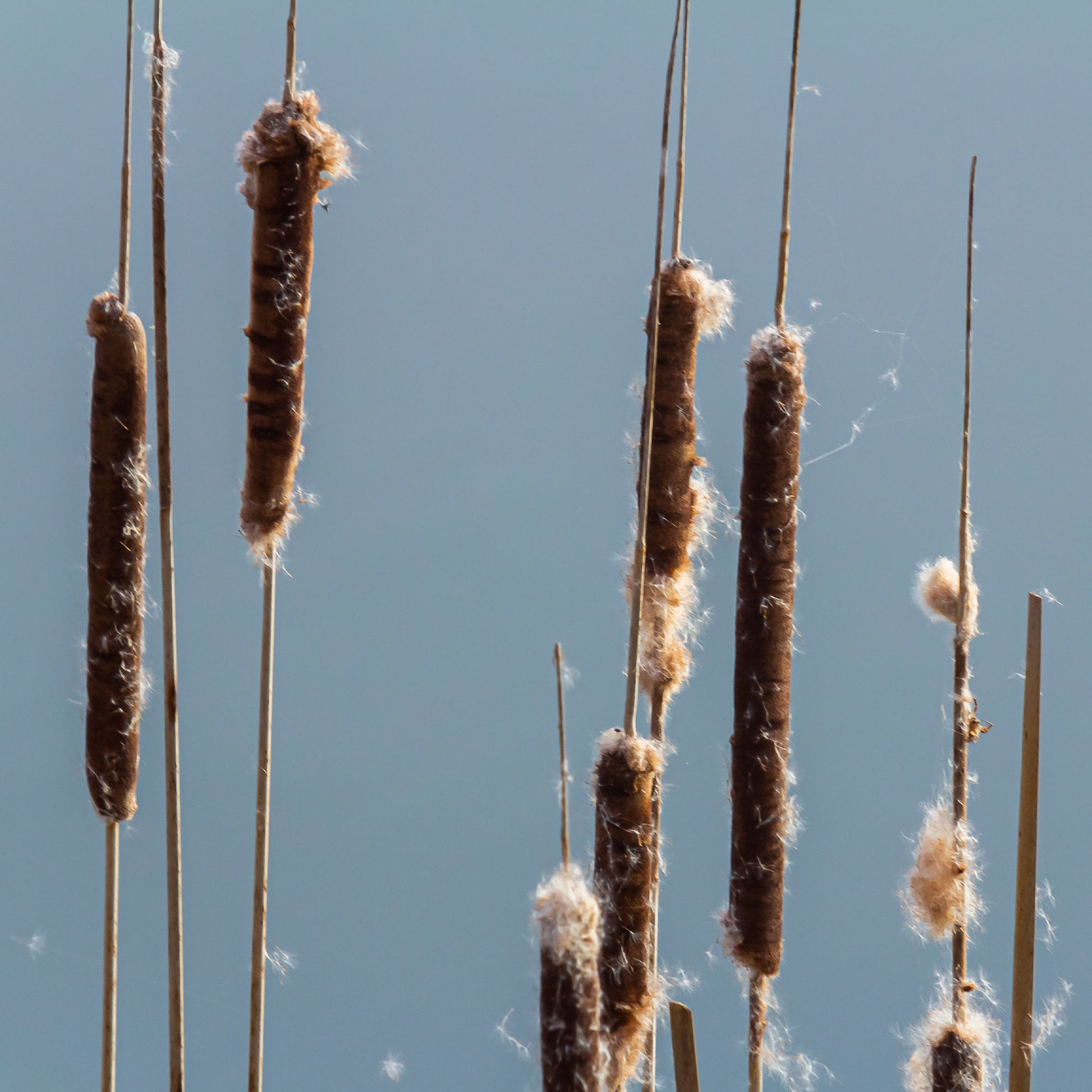 Schilfe - Schmalblättriger Rohrkolben - Typha angustifolia