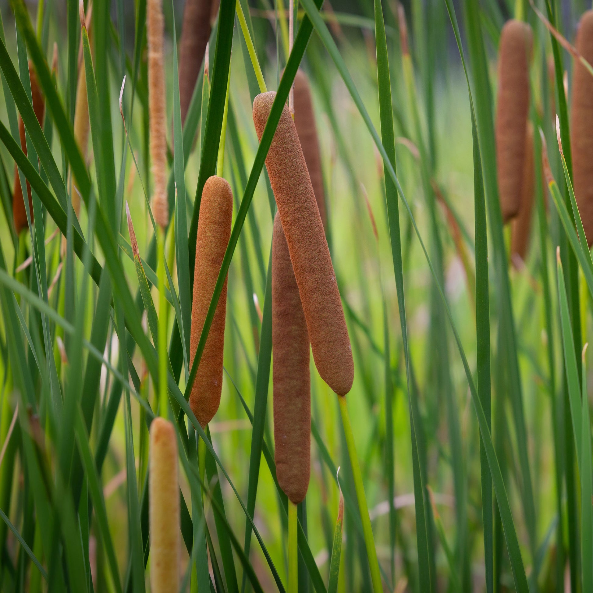 Typha angustifolia - Schmalblättriger Rohrkolben - Schilfe