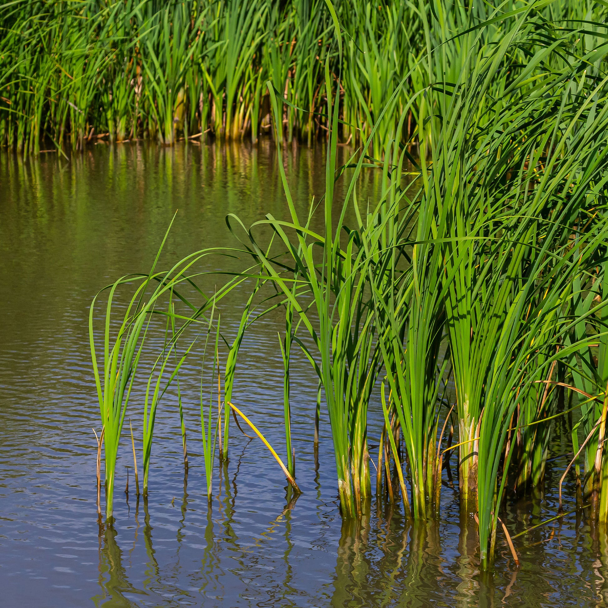 Schmalblättriger Rohrkolben - Typha angustifolia - Bakker