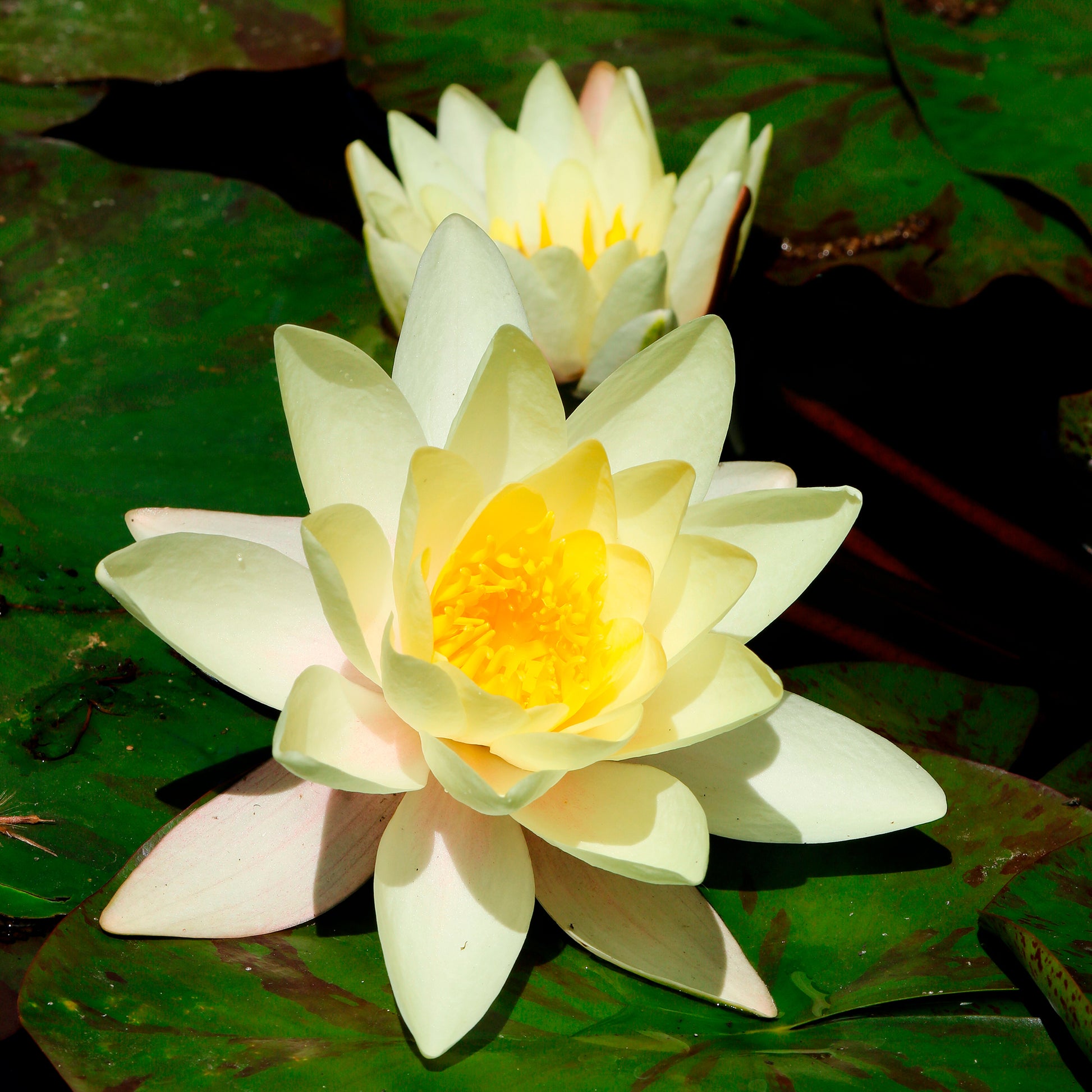 Nymphaea marliacea Chromatella - Seerose 'Marliacea Chromatella' - Seerosen