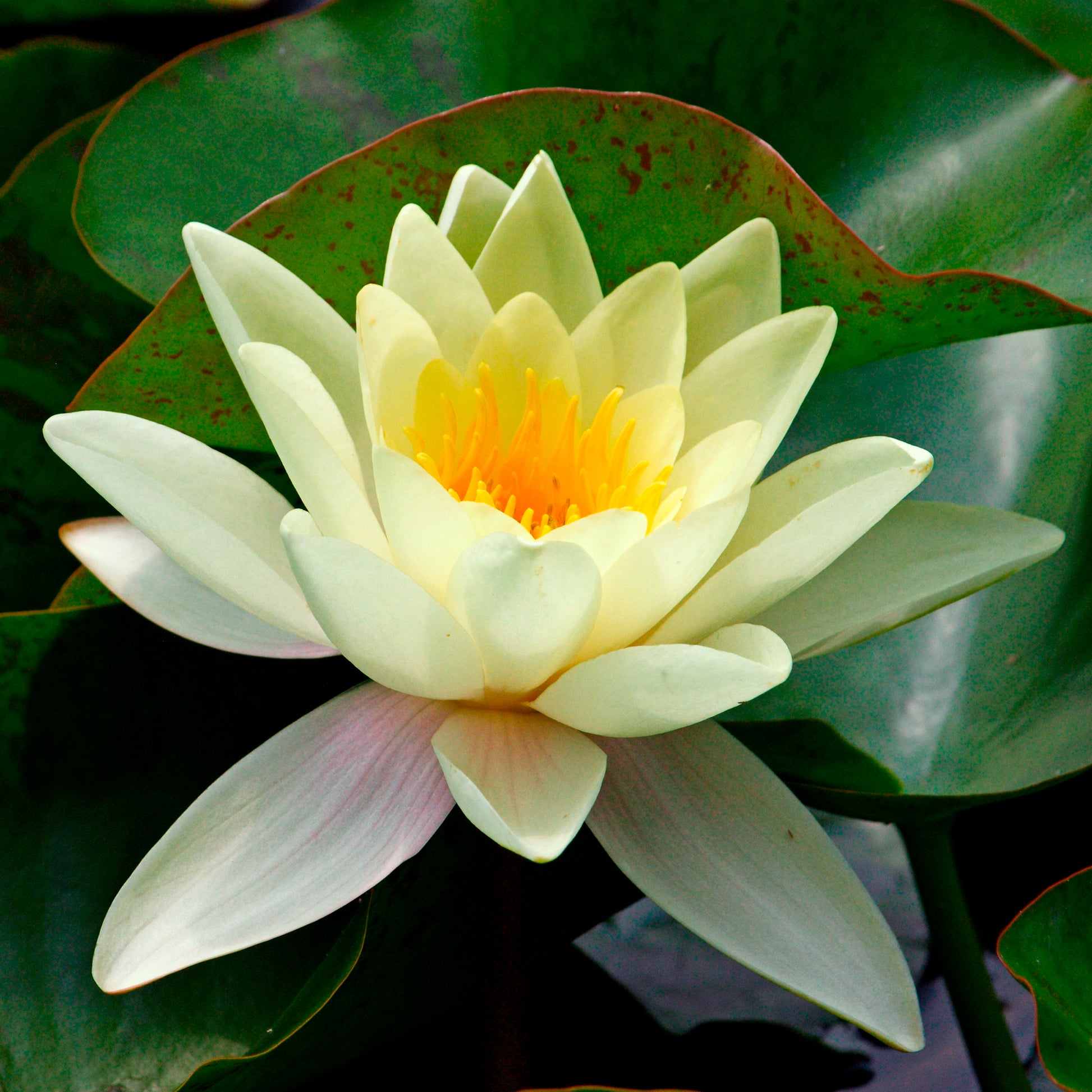 Seerosen - Seerose 'Marliacea Chromatella' - Nymphaea marliacea Chromatella