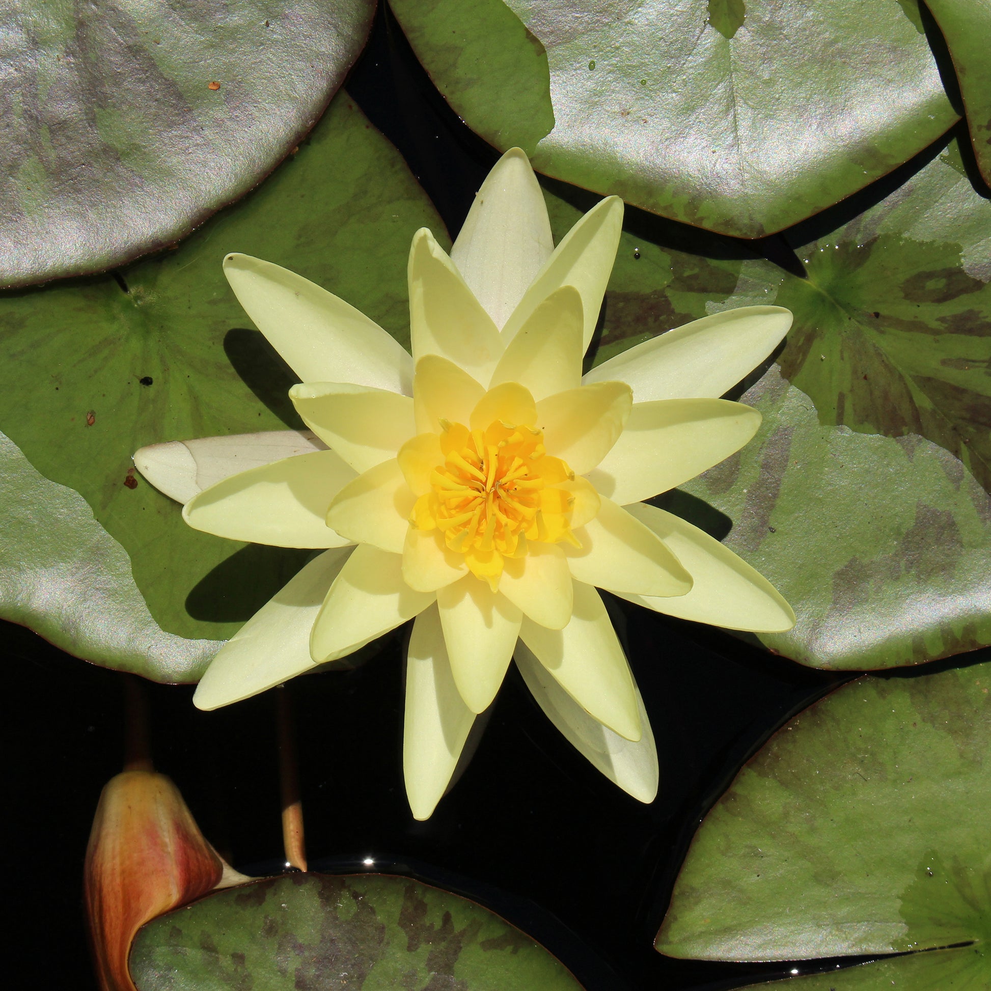 Seerose 'Marliacea Chromatella' - Bakker