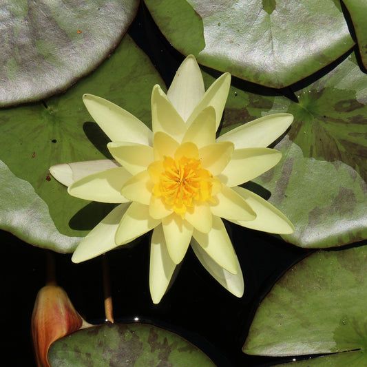 Seerose 'Marliacea Chromatella' - Bakker