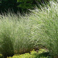 Chinaschilf 'Morning Light' - Miscanthus sinensis morning light - Bakker